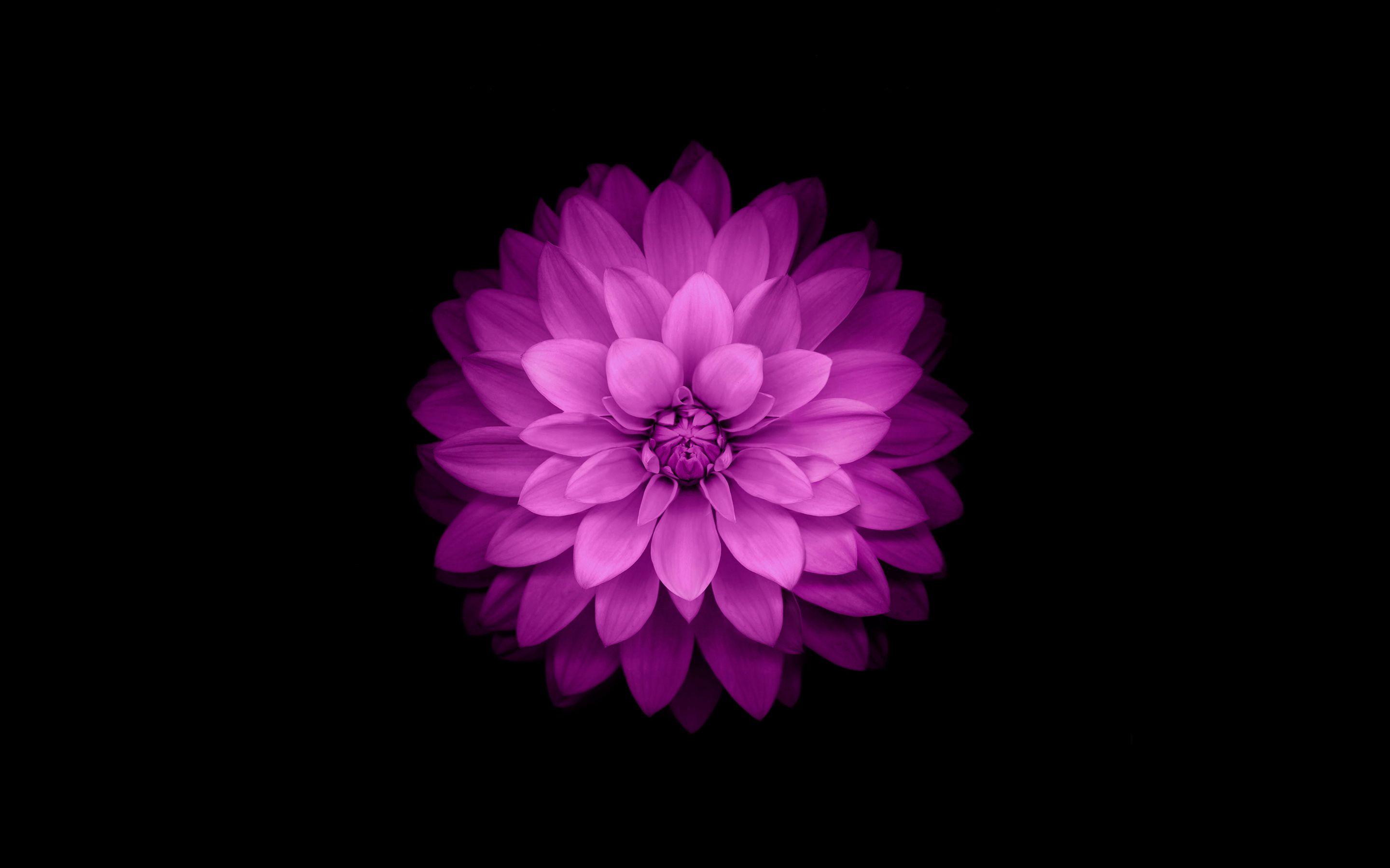 iPhone Flower Wallpaper