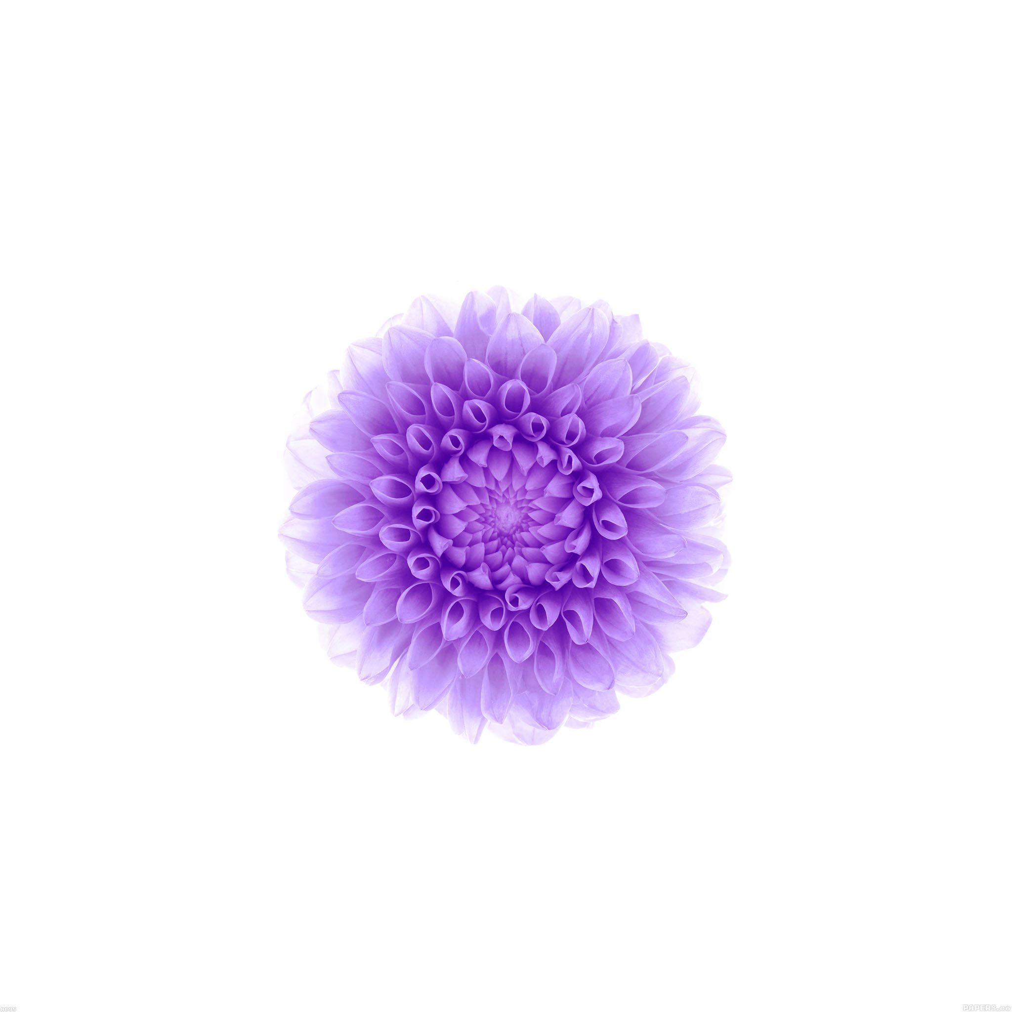 Wallpaper Apple Iphone6 Plus Ios8 Flower Purple Wallpaper