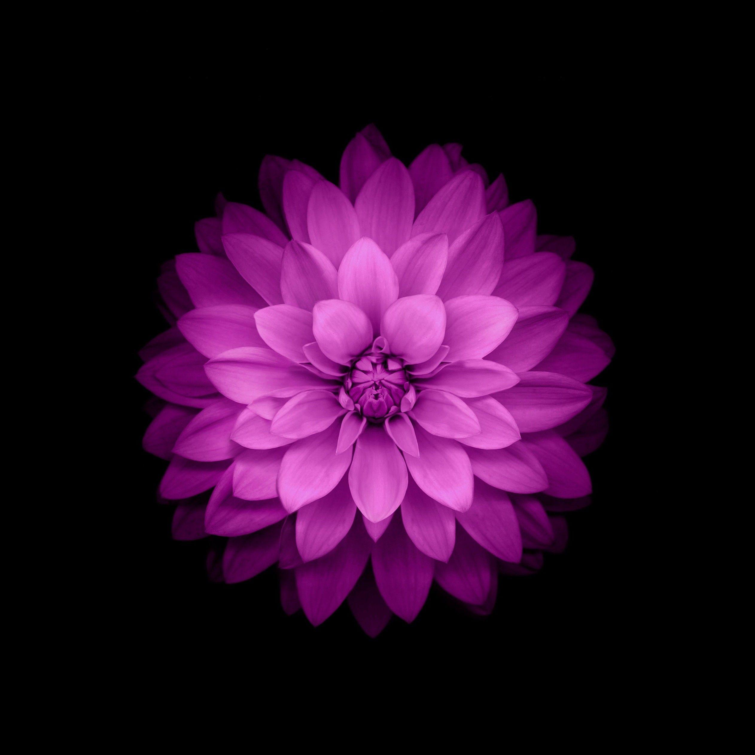Flowers Ios 8 Purple Wallpaper Hd Desktop And