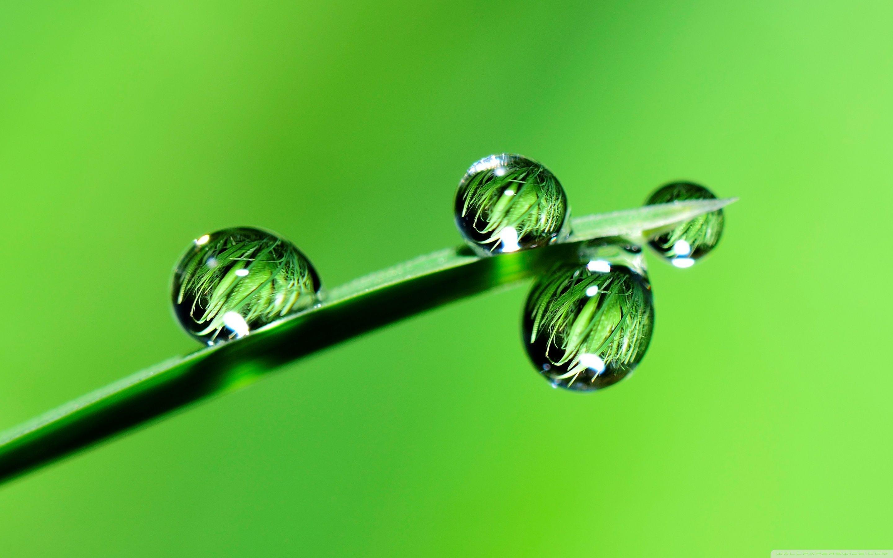 Raindrops, Grass, Macro ❤ 4K HD Desktop Wallpaper for 4K