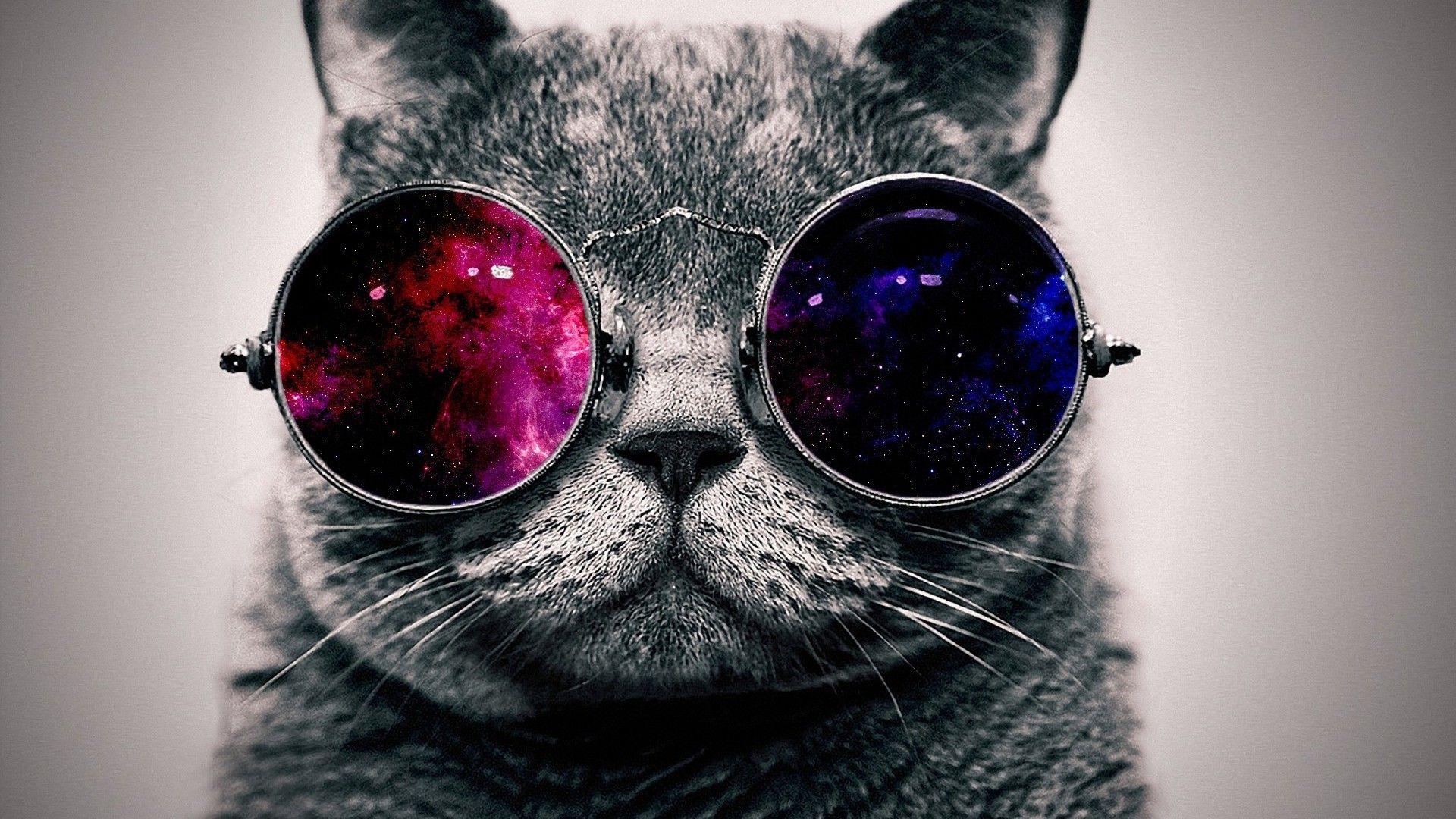 Cool Cat With Glasses HD Wallpaper, Background Image
