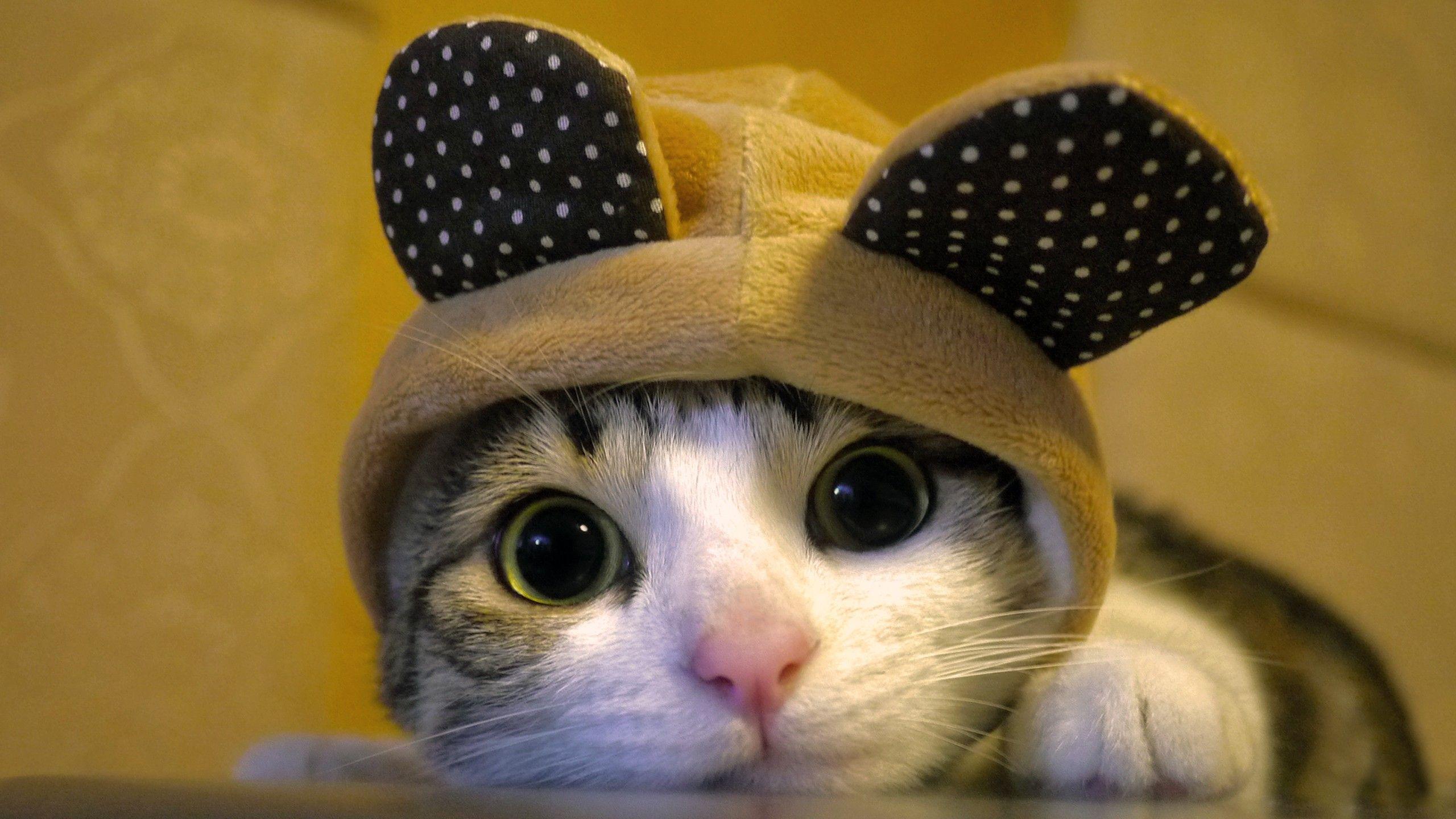 Cool Cat Photo. Beautiful image HD Picture & Desktop Wallpaper
