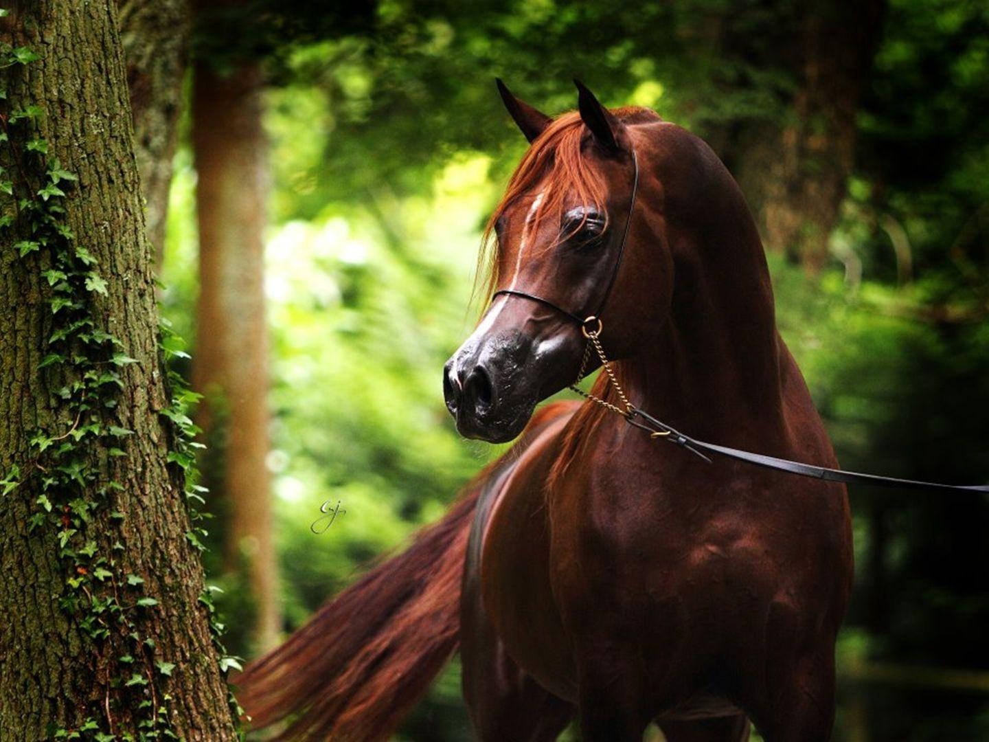 Beautiful Photography Arabian Horse. Arabian Horse Wallpaper for Computer. Horse wallpaper, Horses, Chestnut horse