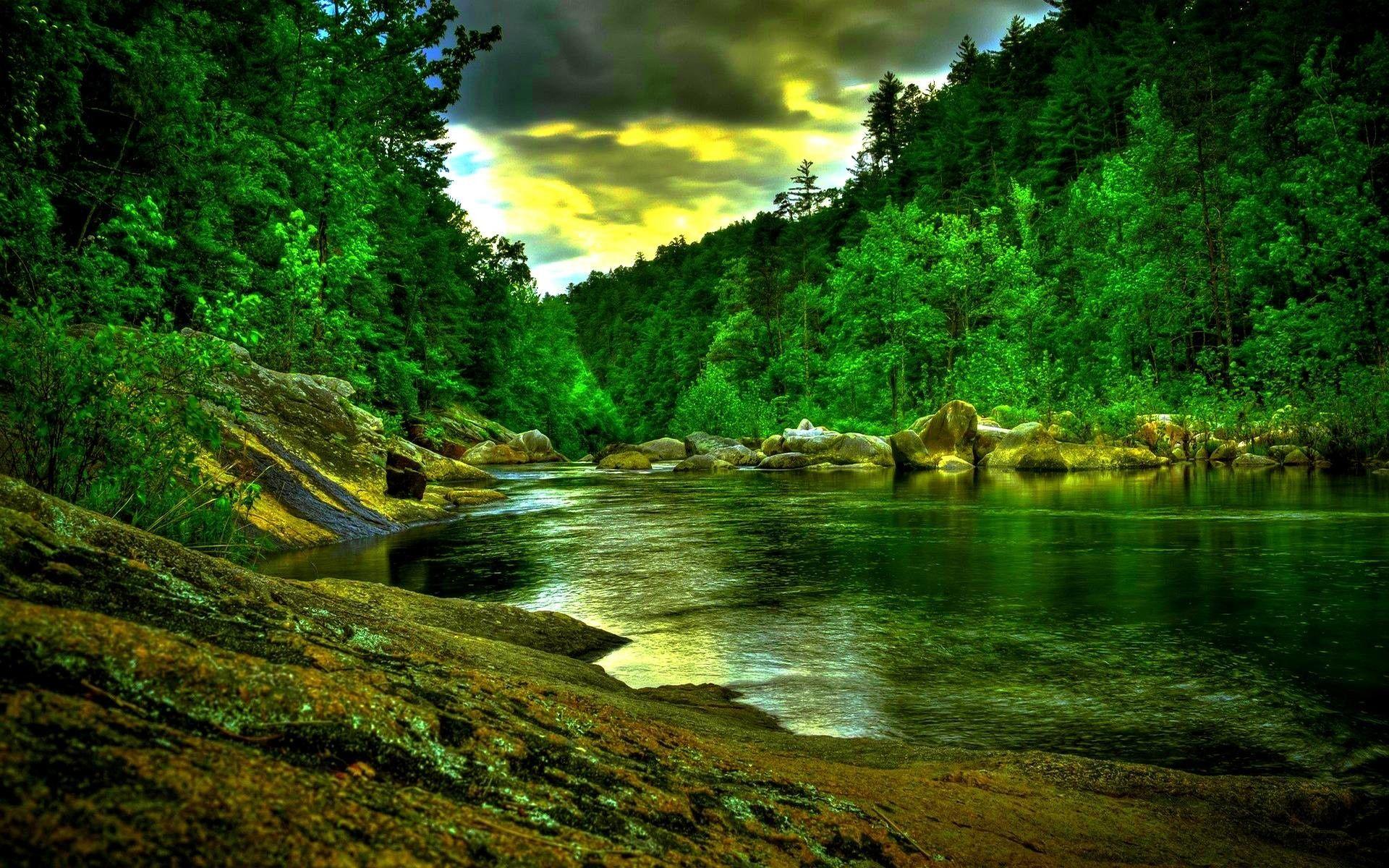 Rainy Forest Wallpaper