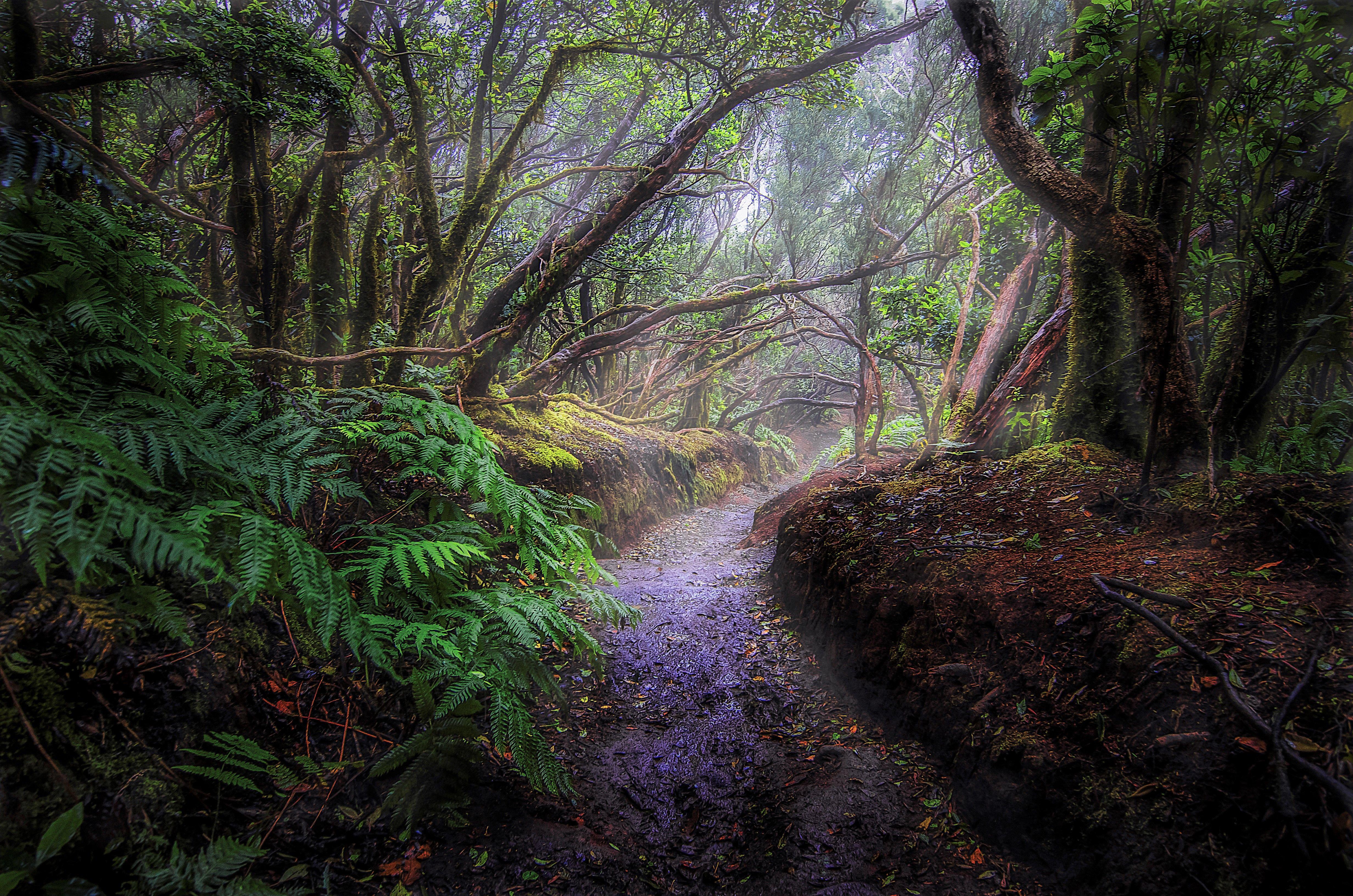 Misty Path in Tropical Forest 4k Ultra HD Wallpapers