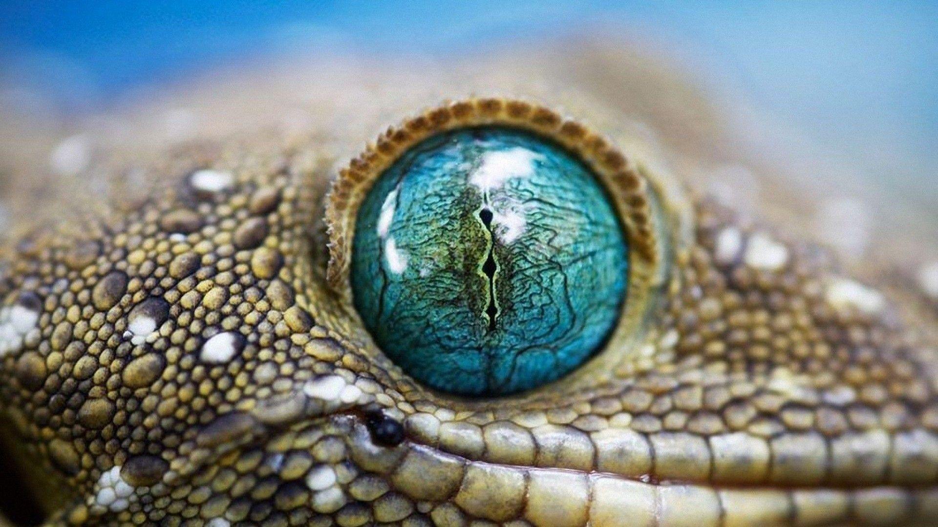 Reptile eye wallpaper