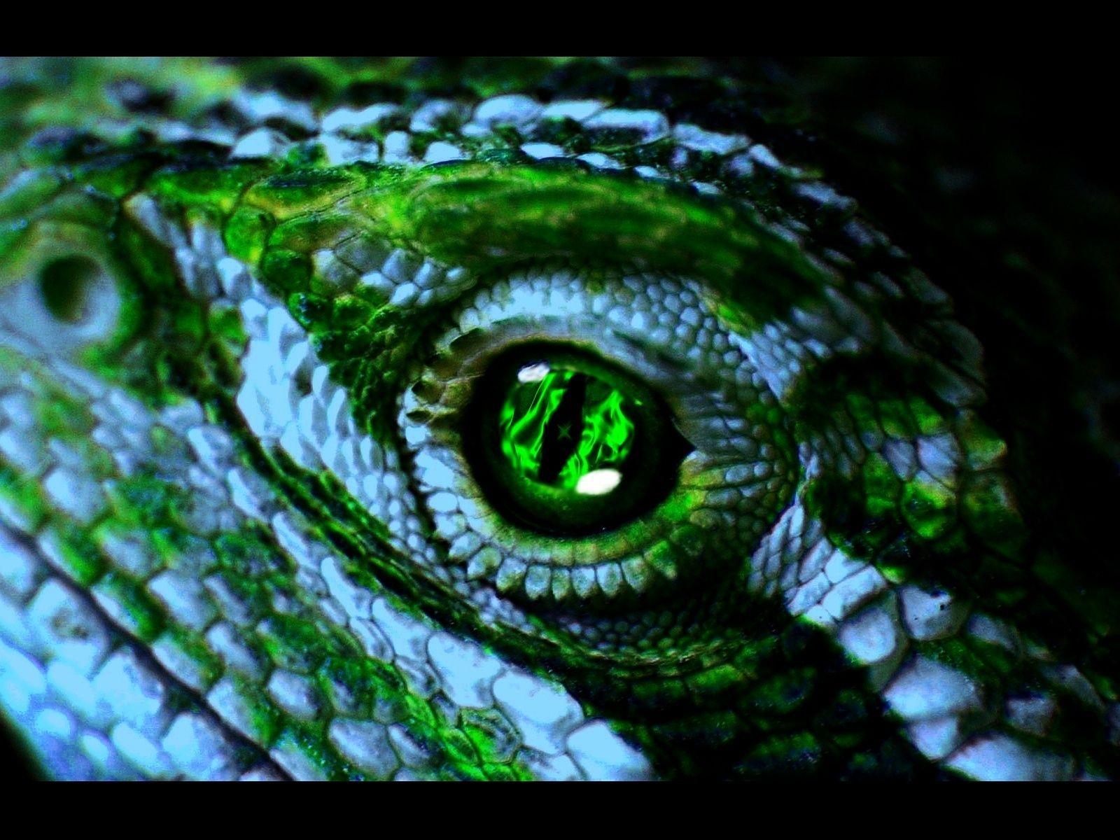 Green Eyes Lizard Wallpaper. LIZARDS/ REPTILIAN FRIENDS