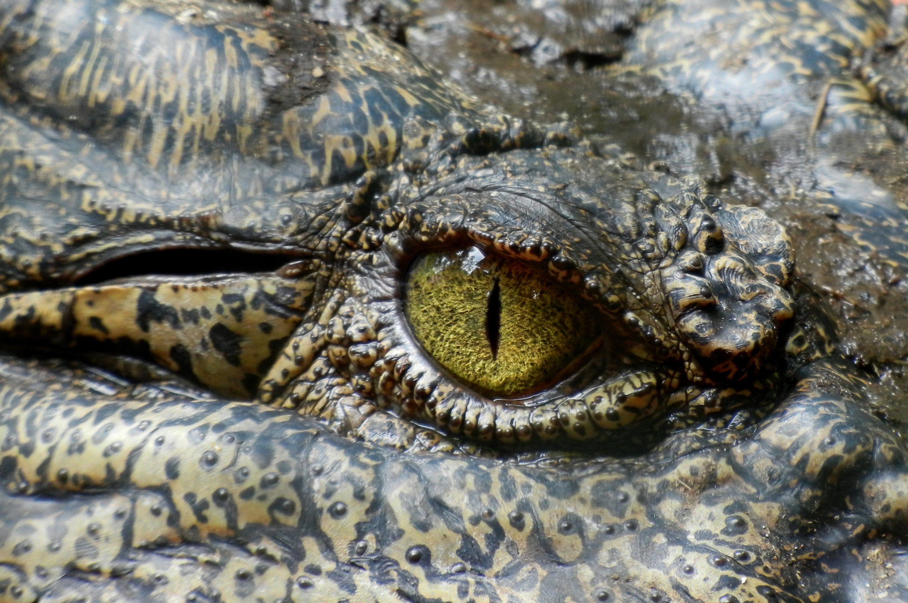 crocodile #eye #animal #nature #reptile #australia 4k wallpaper