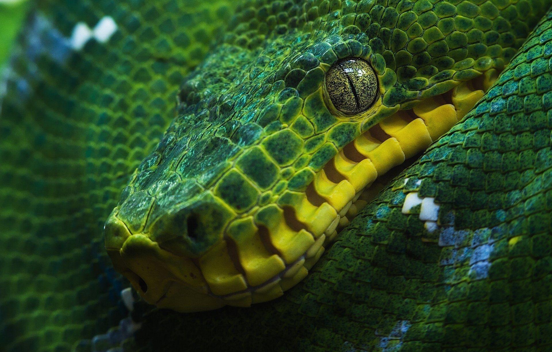 Green tree python Full HD Wallpaper and Background Imagex1225