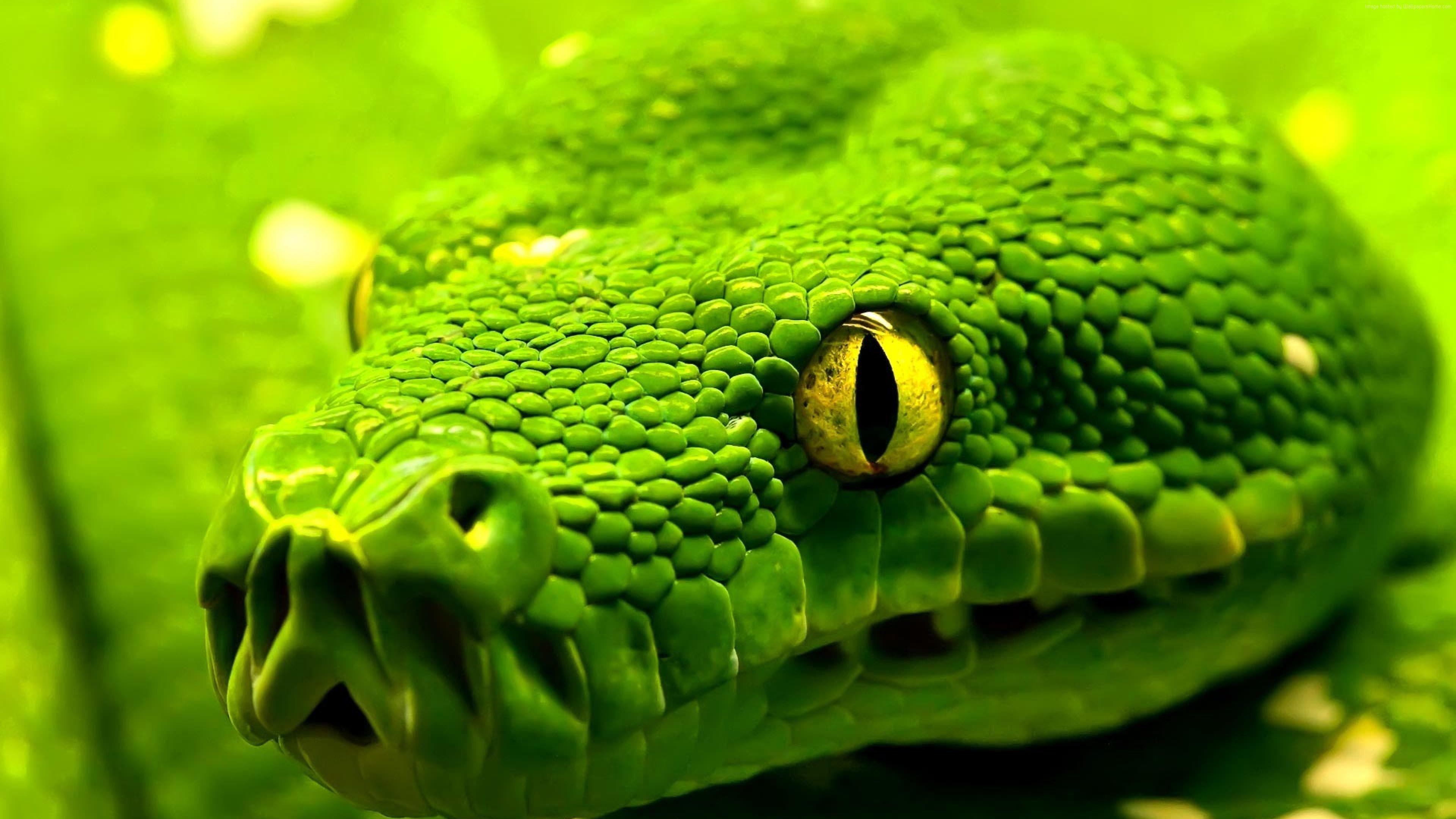 Wallpaper Snake, green, reptile, eyes, Animals