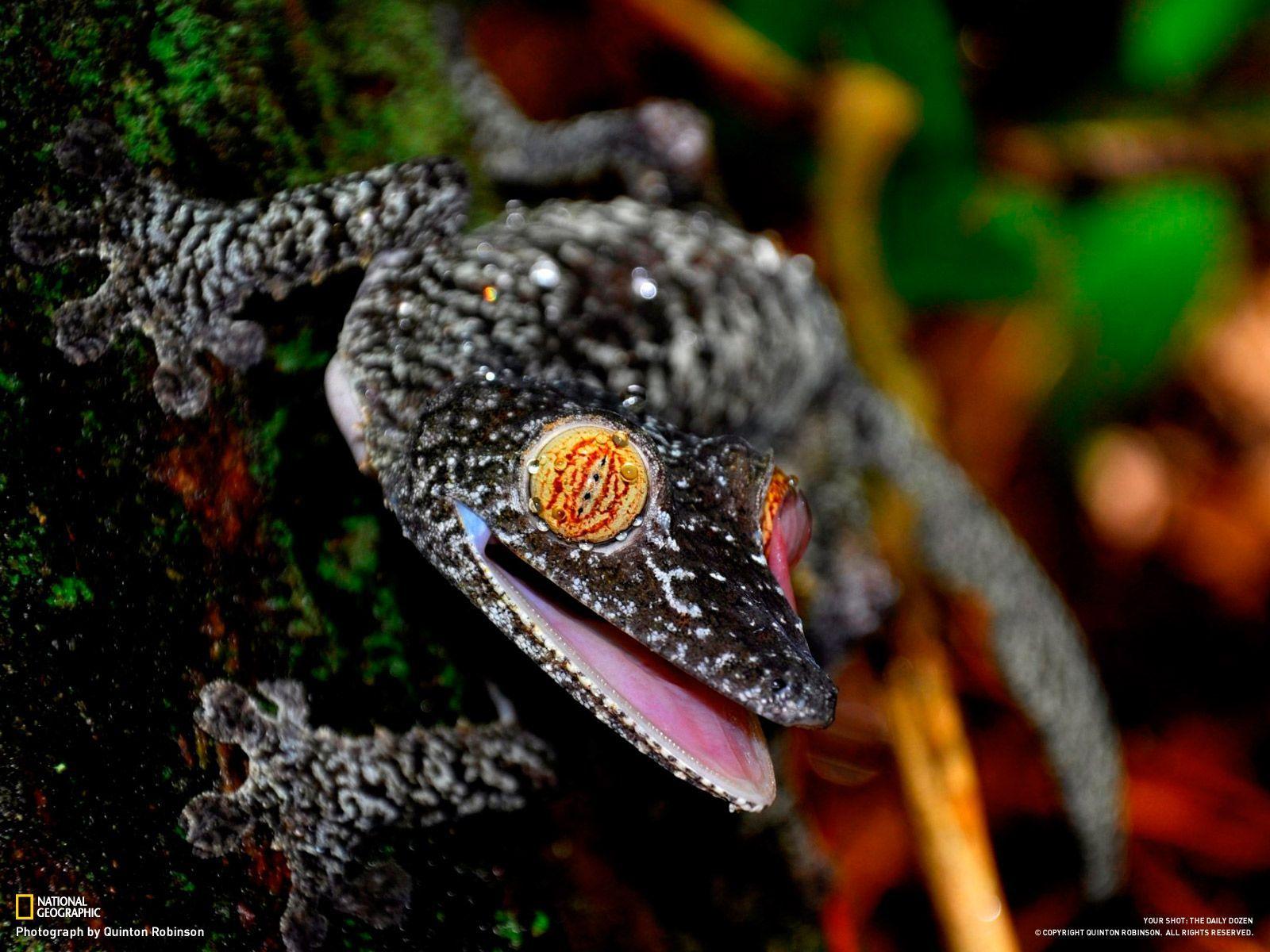 Image for Gecko Desktop Wallpaper, REP0033. Reptile