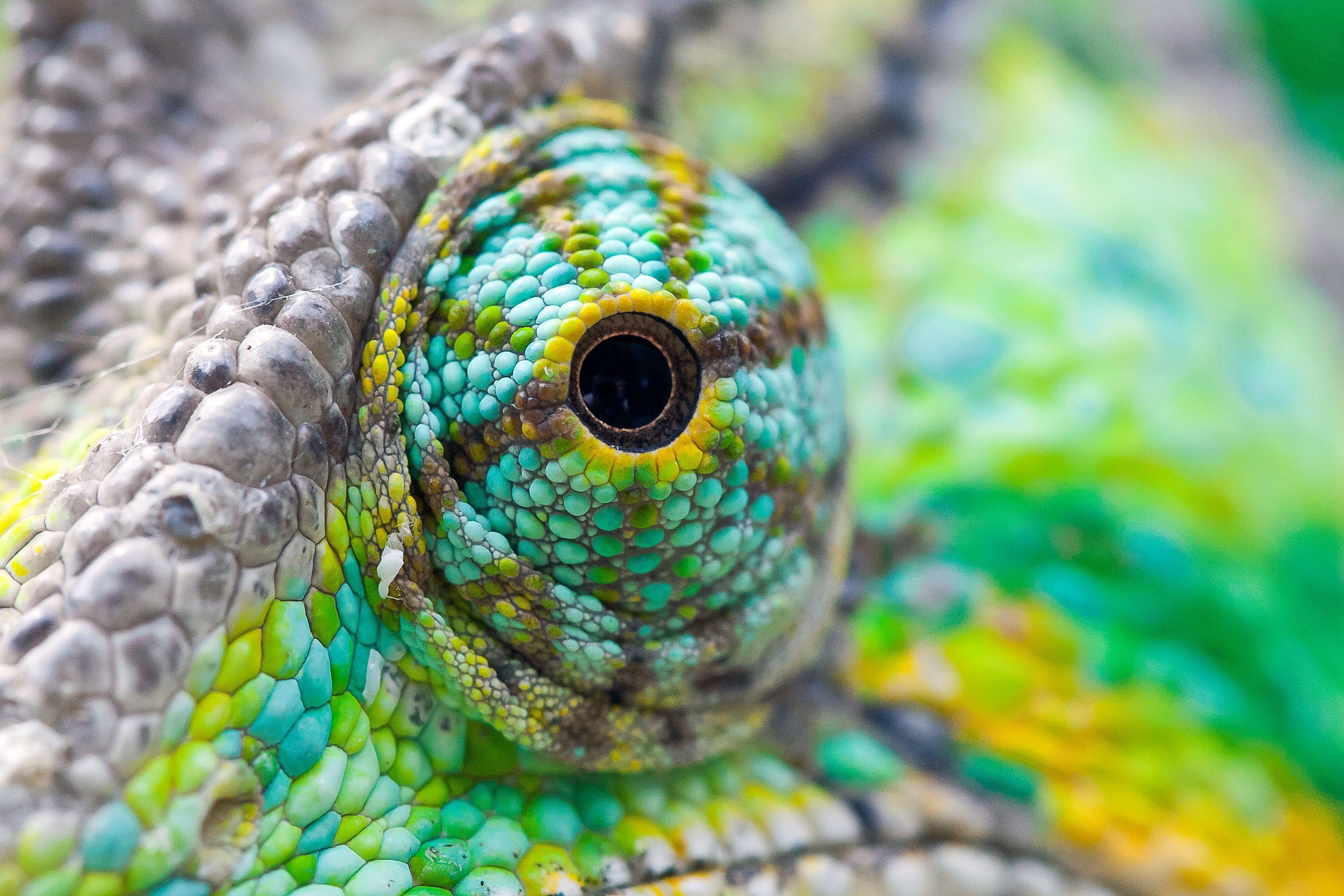 Eye of animal focus photography, chameleon HD wallpaper. Wallpaper