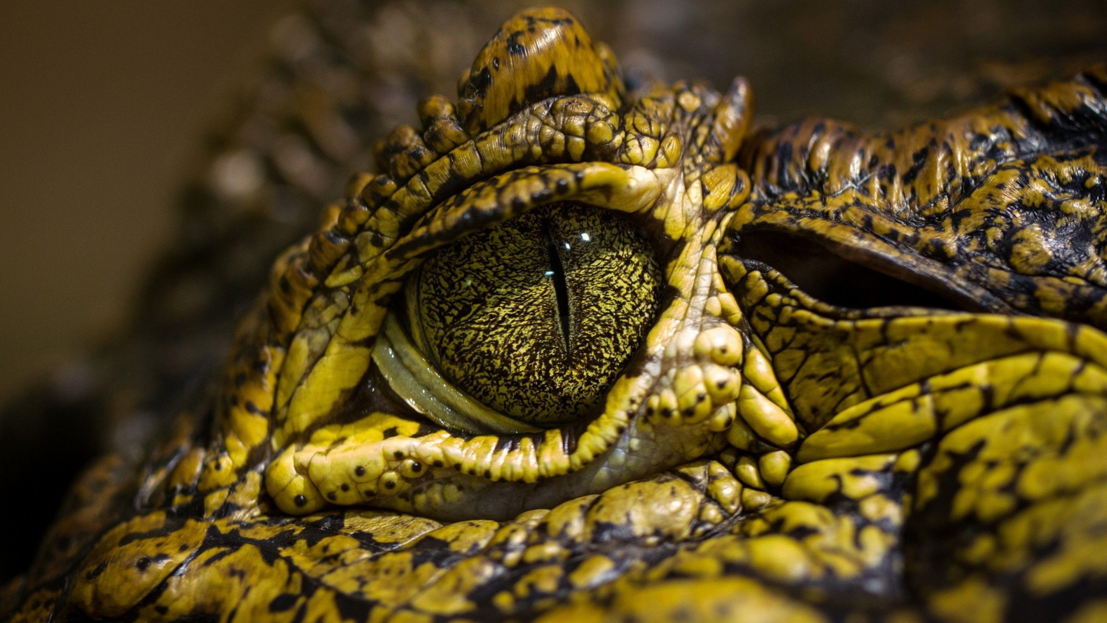 Eye Crocodile Wild Eyes Reptilies Wallpaper
