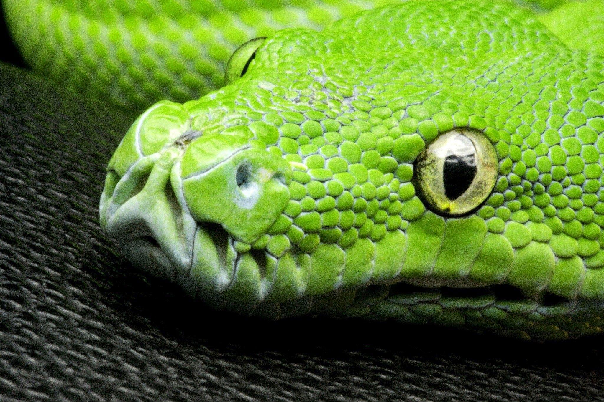 Reptiles: Head Look Snake Scales Eye Green HD Wallpaper Reptile