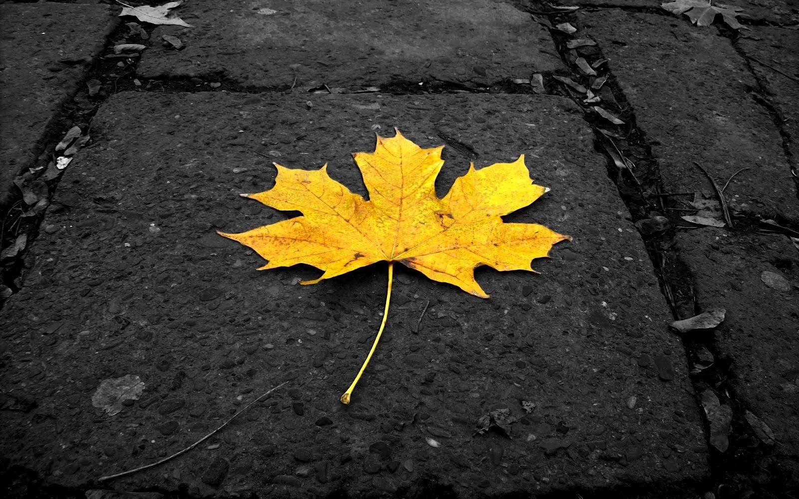 WOW: 3D HD Wallpaper 1080p