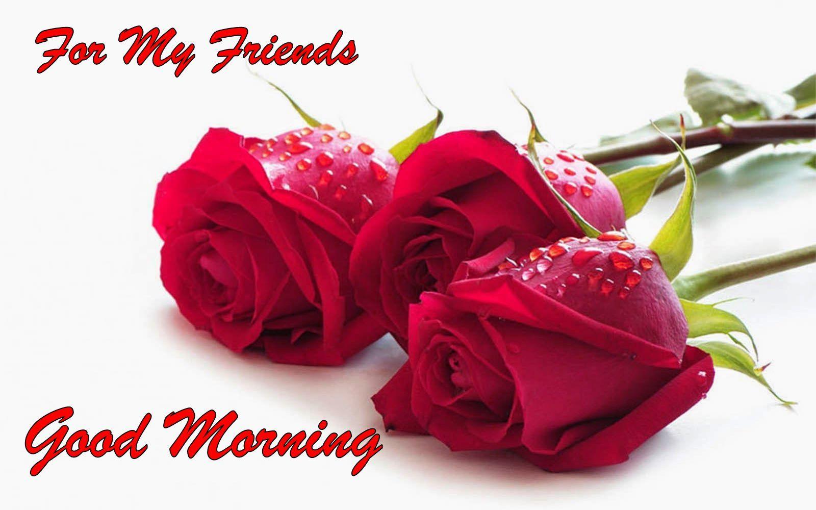 Good Morning Friends Wet Rose