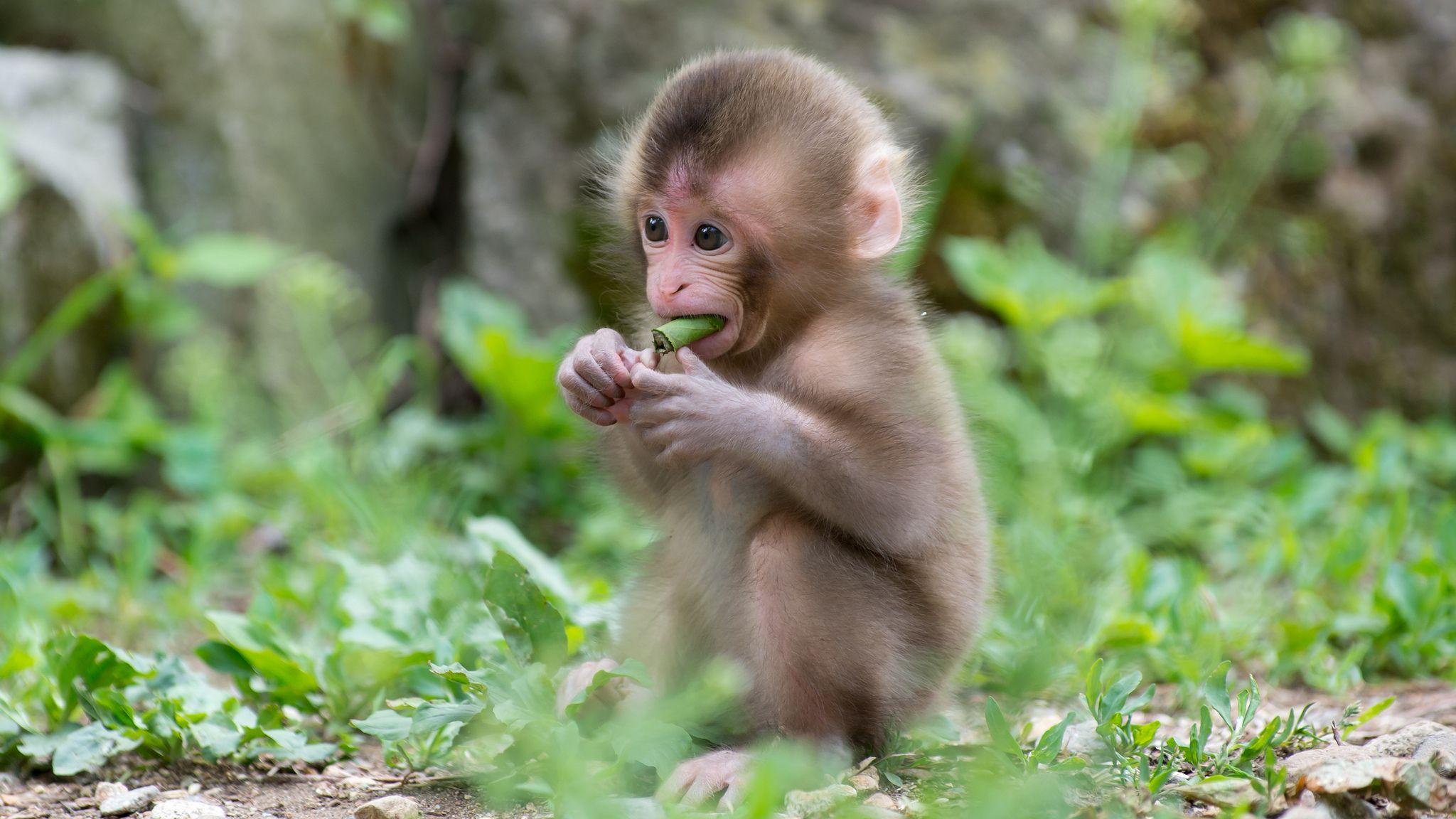 Cute Baby Monkeys Wallpaper