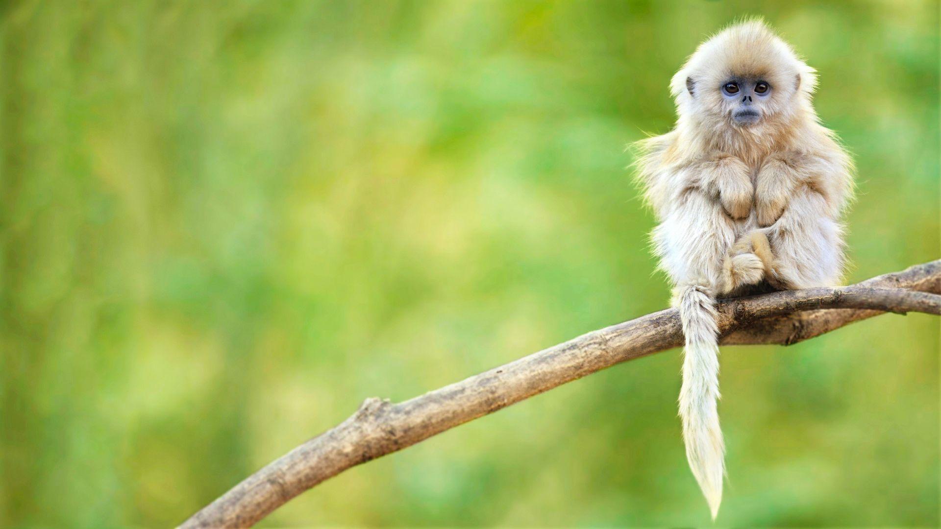 Golden Snub Nosed Monkey Wallpaper And Background Image