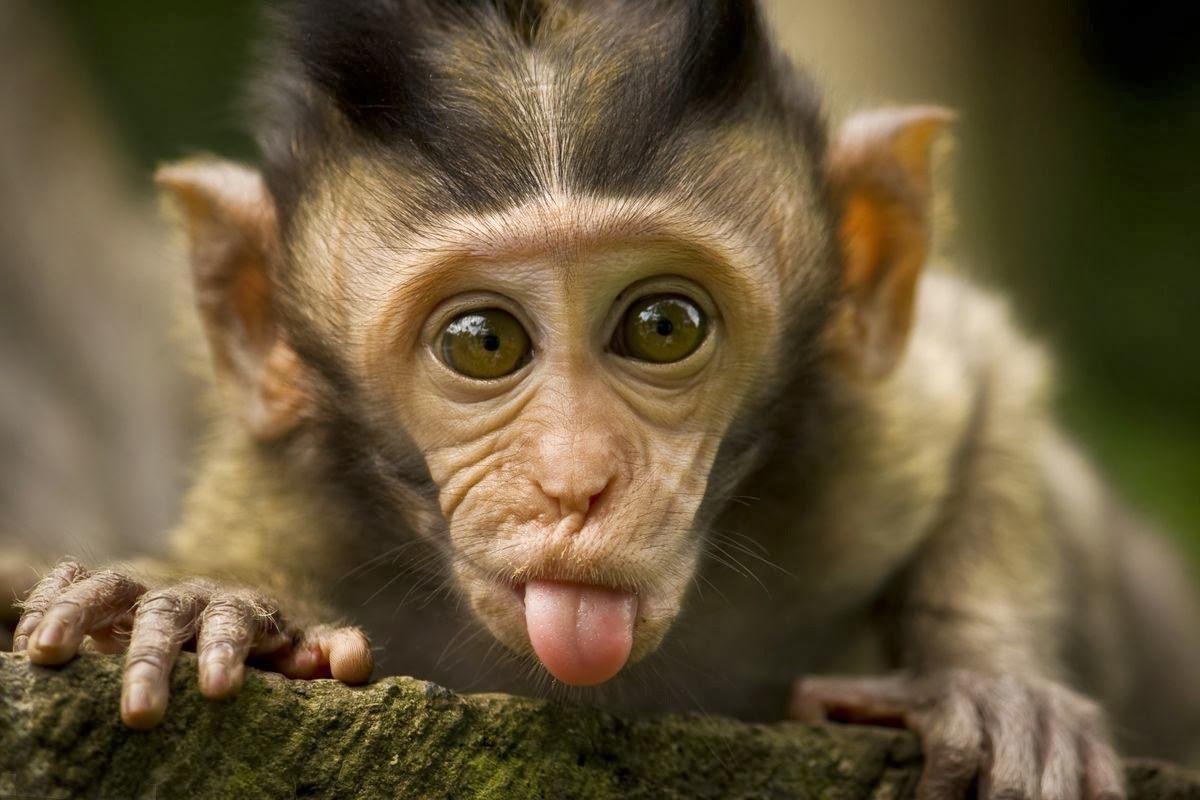 Cute Monkeys HD Wallpaper, Background Image