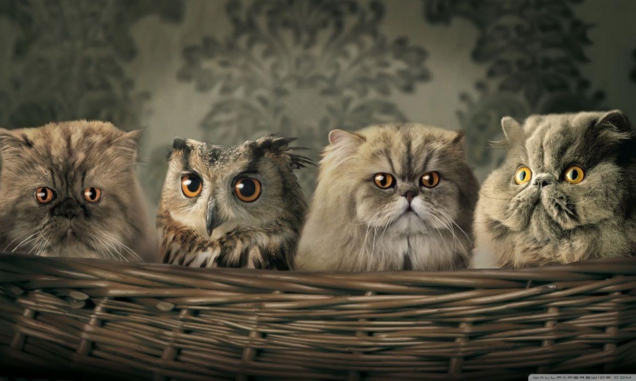 Cats And Owl ❤ 4K HD Desktop Wallpaper for 4K Ultra HD TV • Tablet