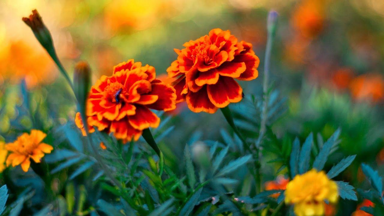 DOWNLOAD NEW WALLPAPERS HD