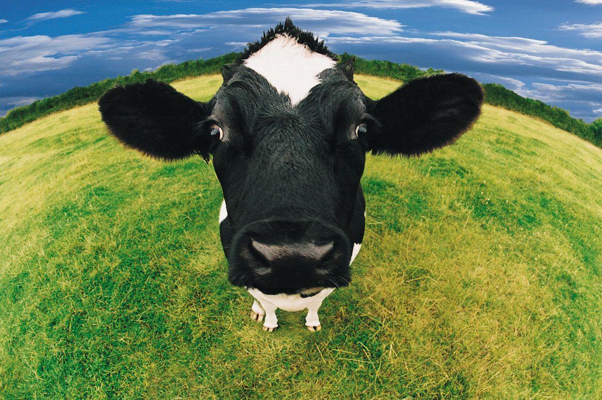 HDWP 36: Cow Wallpaper, Cow Collection Of Widescreen Wallpaper