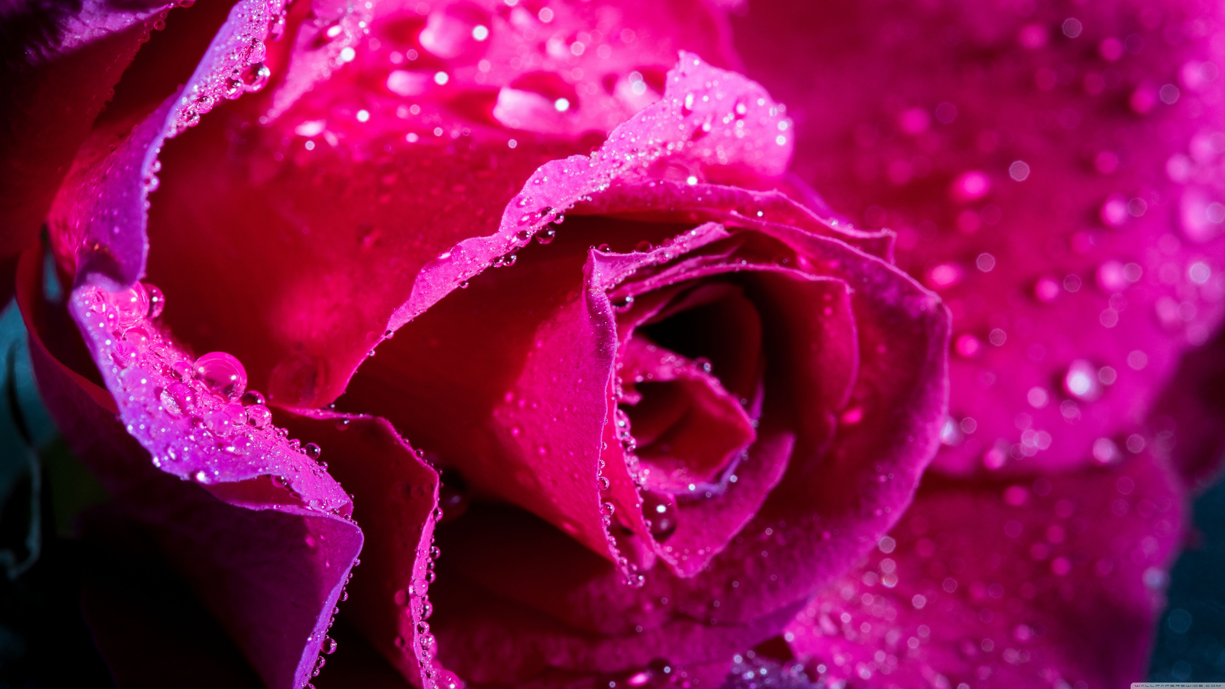Rose Flower, Magenta Color, Water Drops ❤ 4K HD Desktop Wallpaper