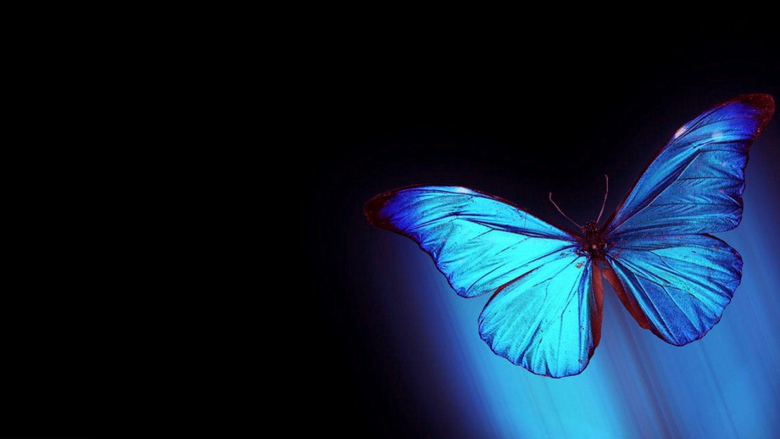 Free Blue Butterfly Wallpaper Background at Wildlife Monodomo
