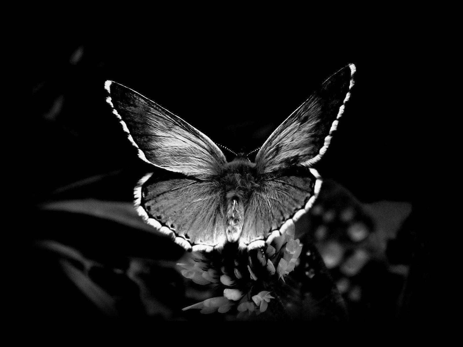 (1600×1200). butterfly