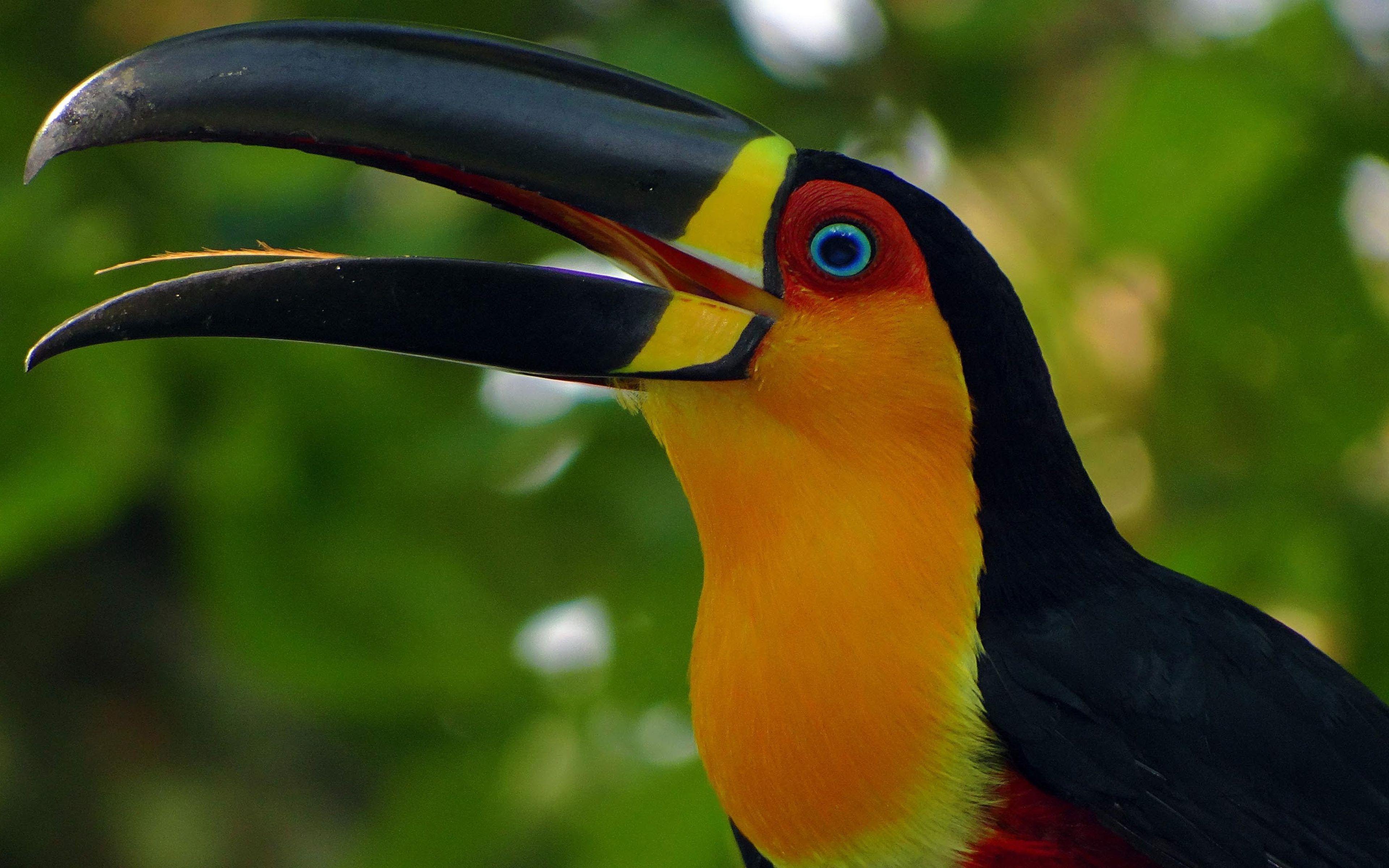 Toucan Beautiful Bird With Beautiful Color Wallpaper HD For Mobile