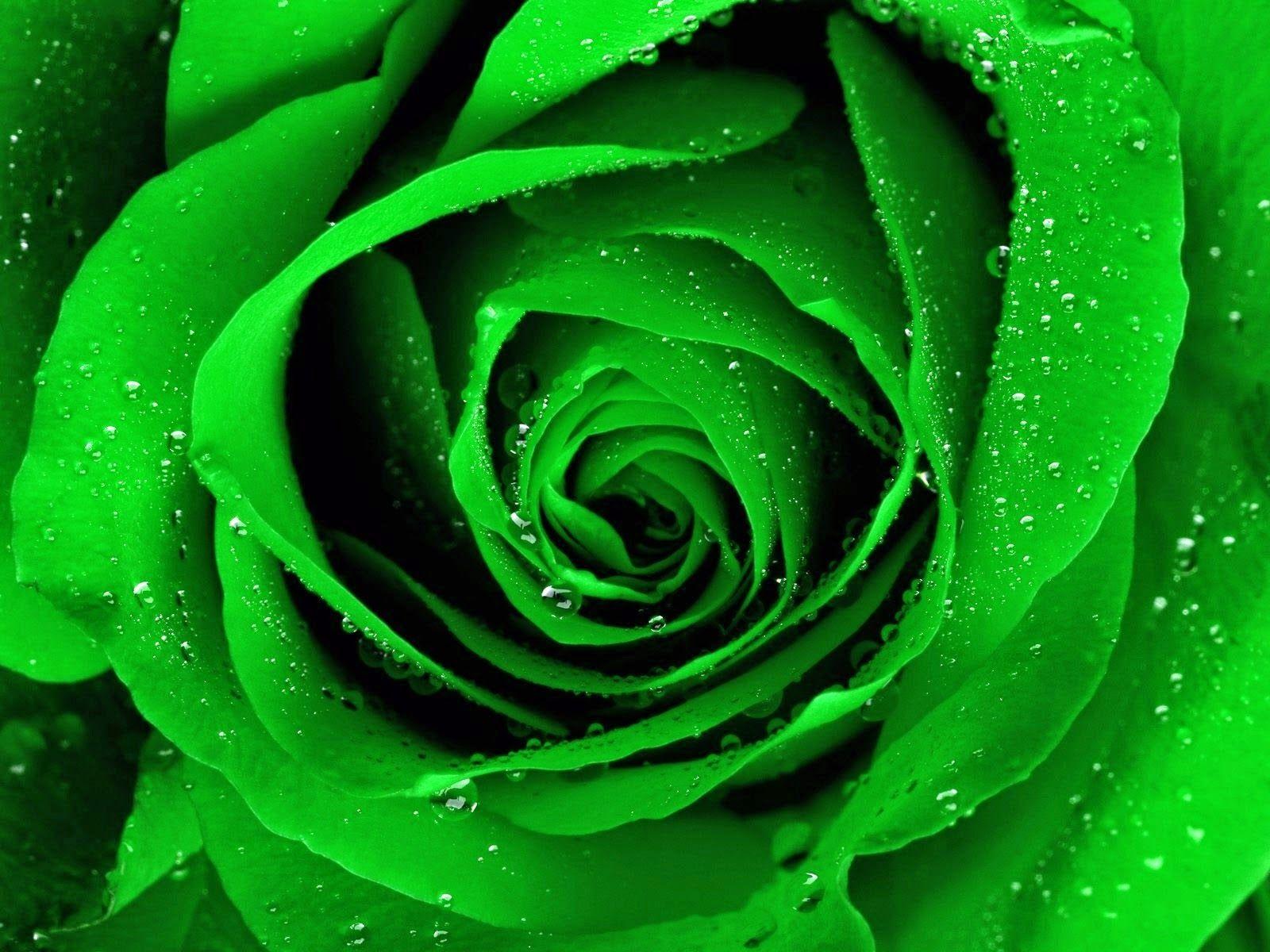 Green Rose HD Wallpaper