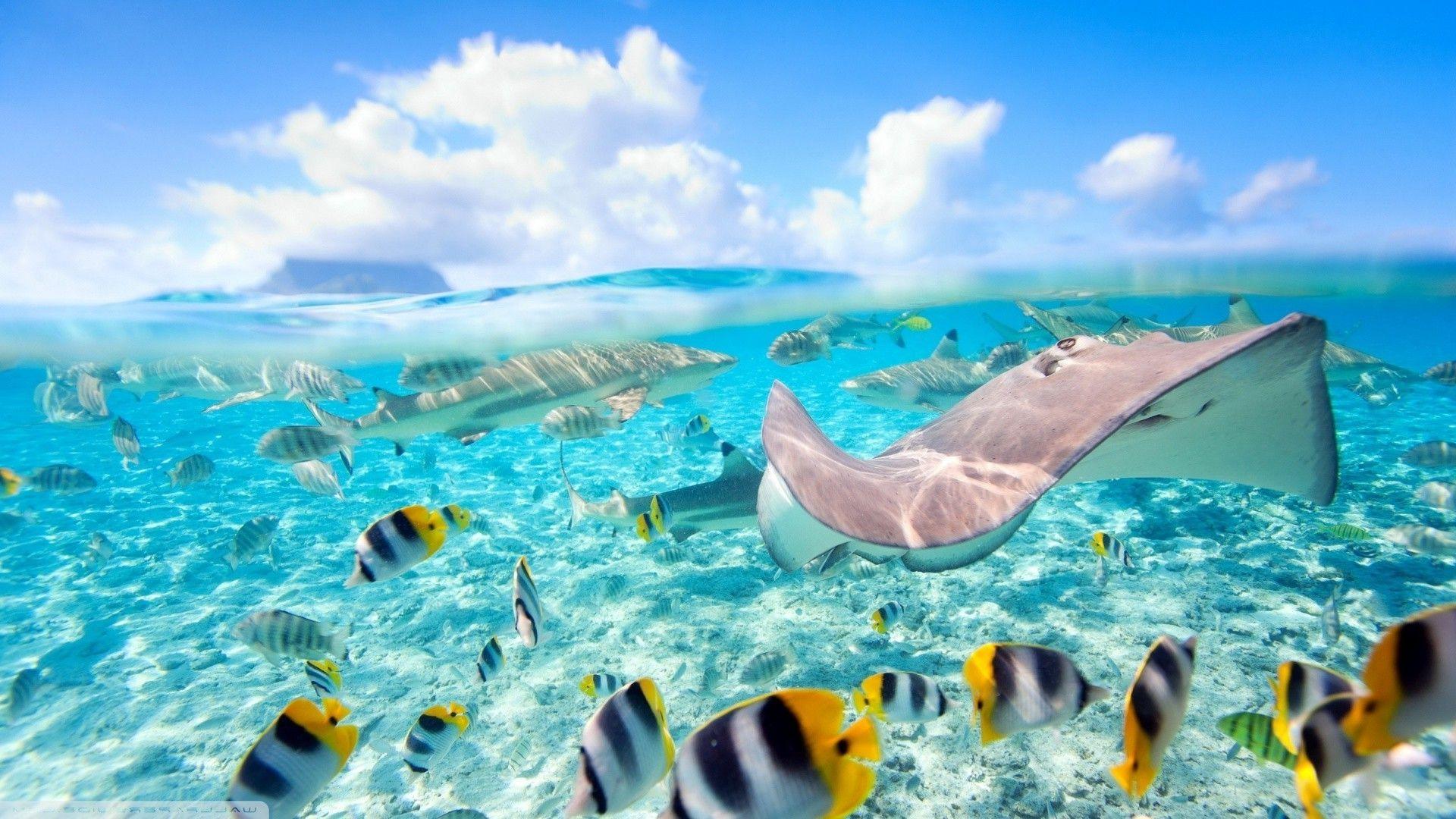 fish sea split view stingray bora bora wallpaper and background