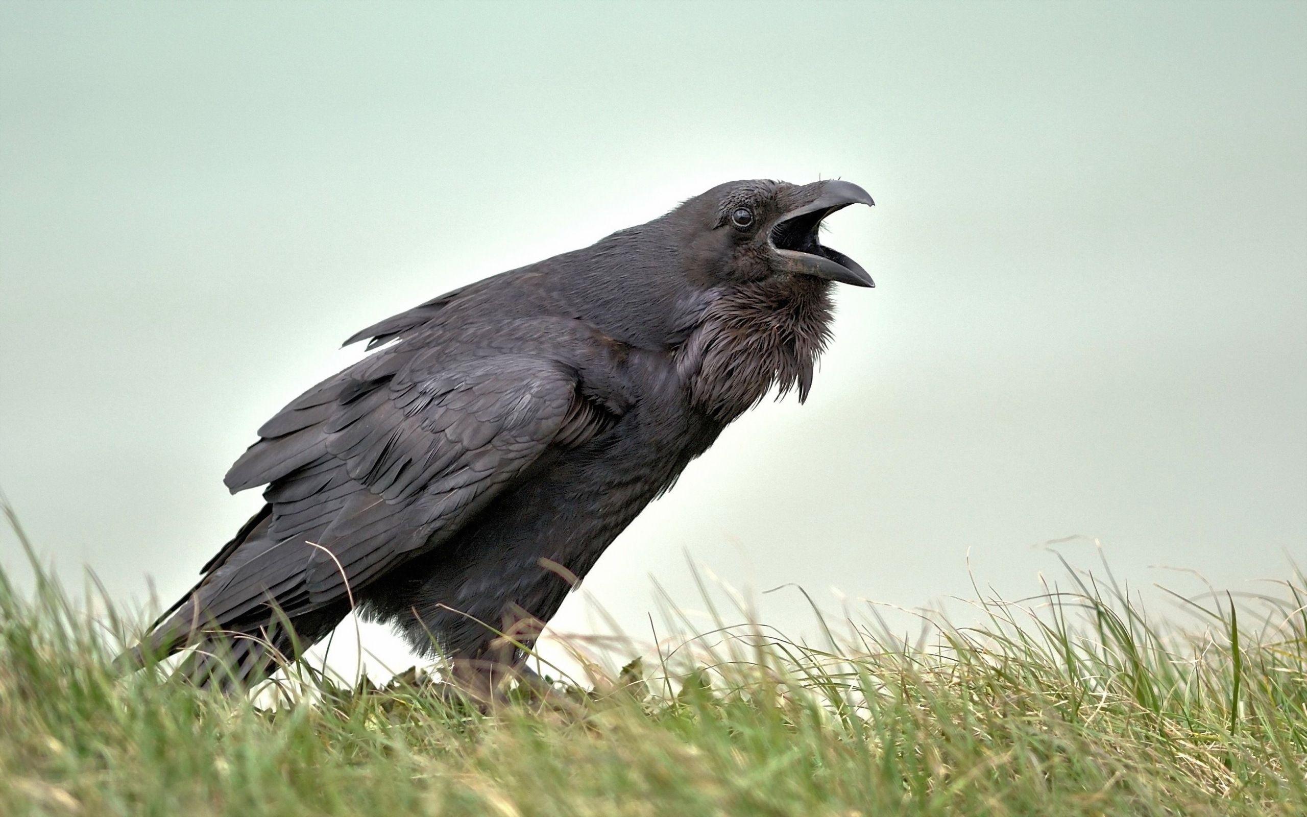 Crow HD Wallpaper and Background Image