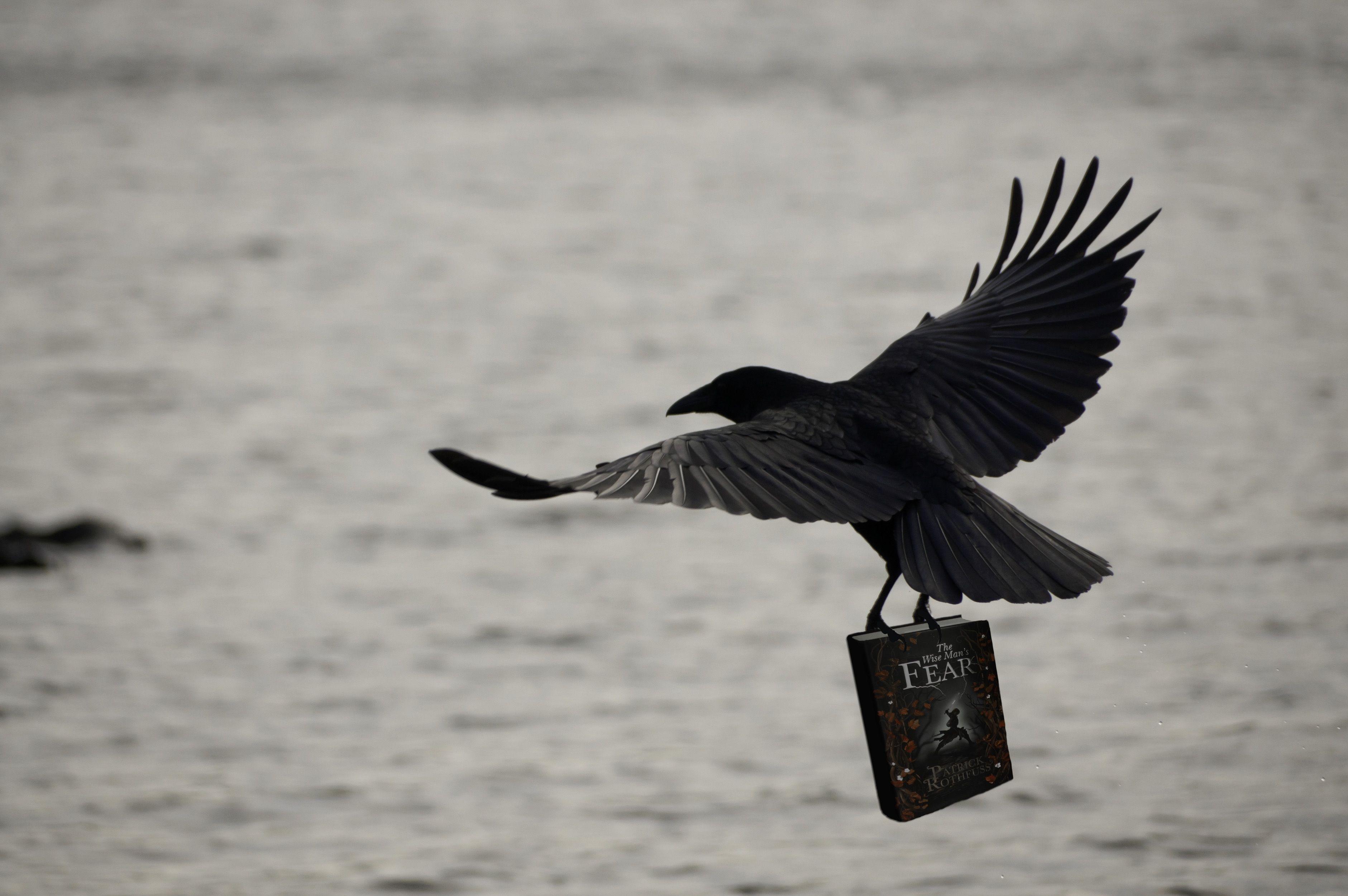 Crows Flying Away HD Wallpaper, Background Image