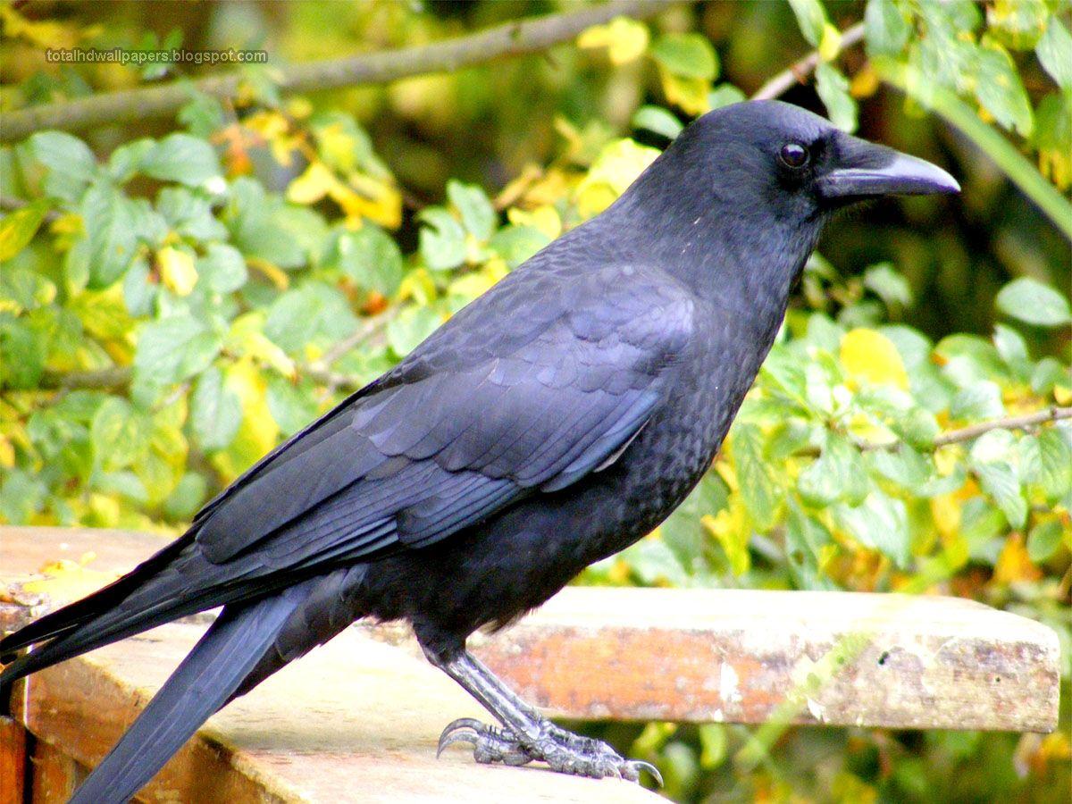 crows wallpaper hd