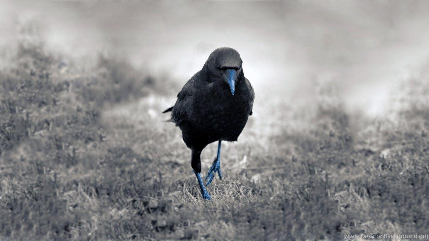 Wallpaper Crows Crow HD 1366x768 Desktop Background