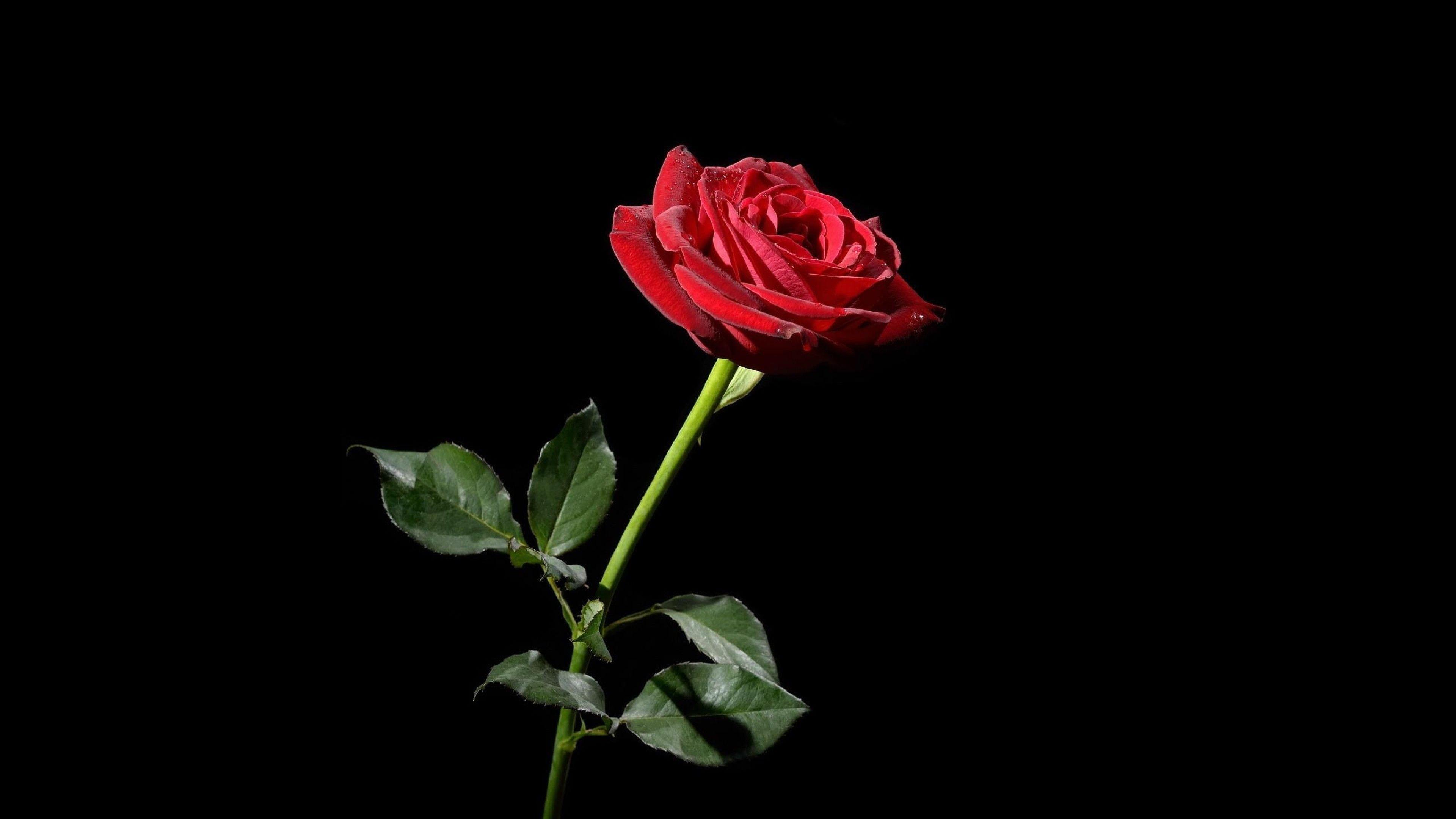 Black And Red Rose Wallpaper 63 Image With
