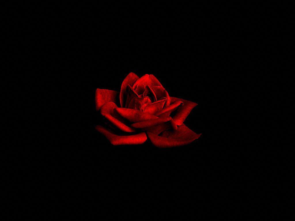 Dark Red Rose on Black Background < Flowers < Life < Desktop