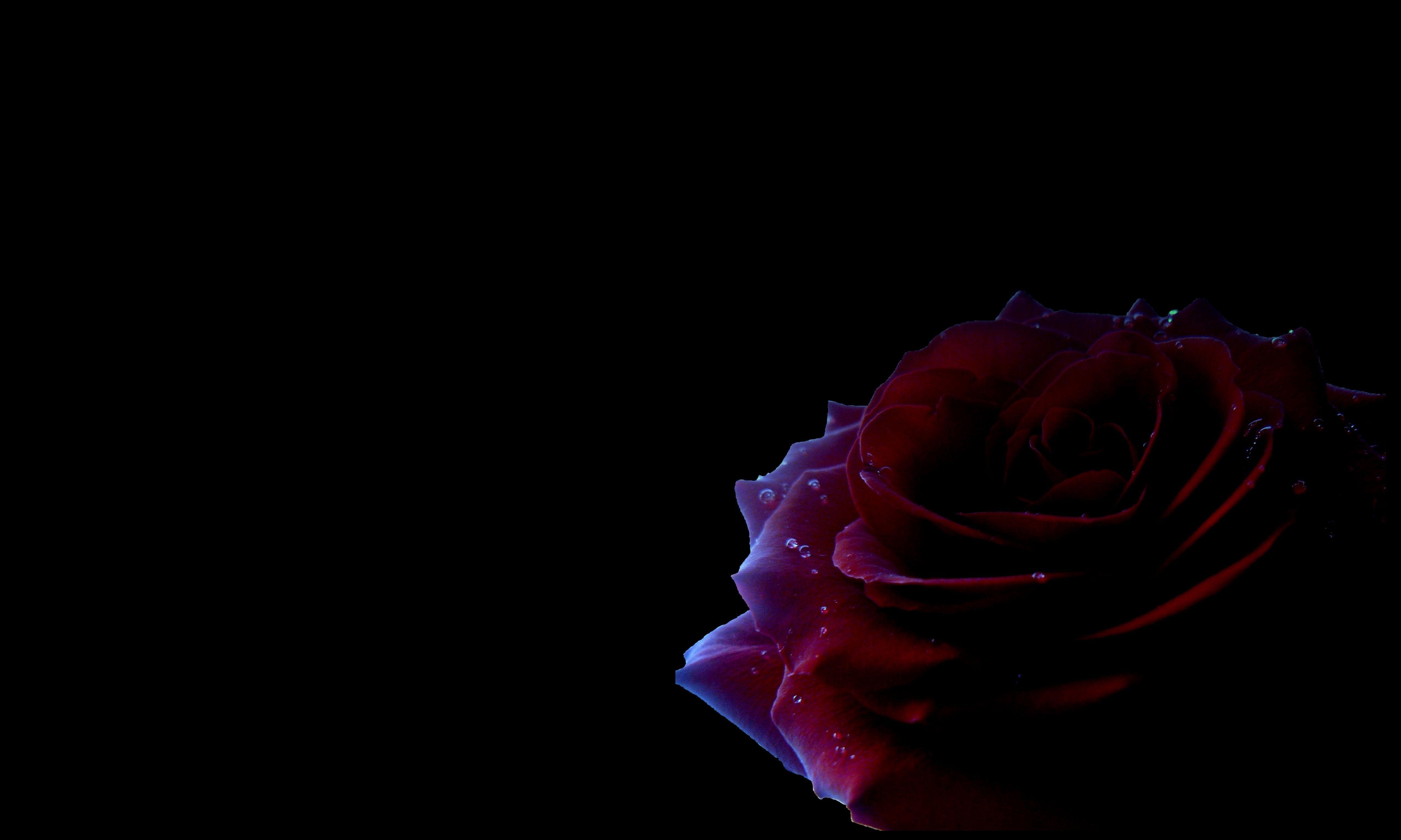 Flowers: Black Roses Rose Red HD Flower Wallpaper 3D for HD 16:9