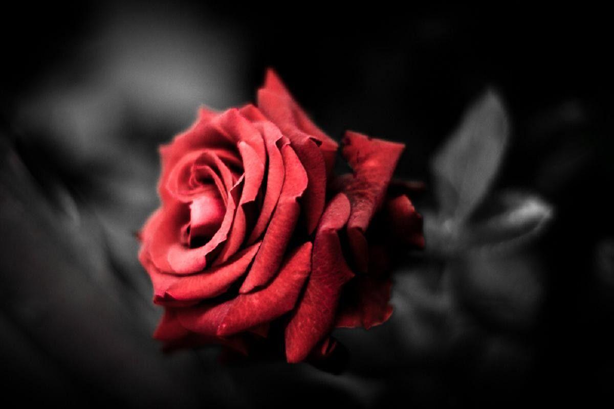 Красная и белая роза на черном фоне