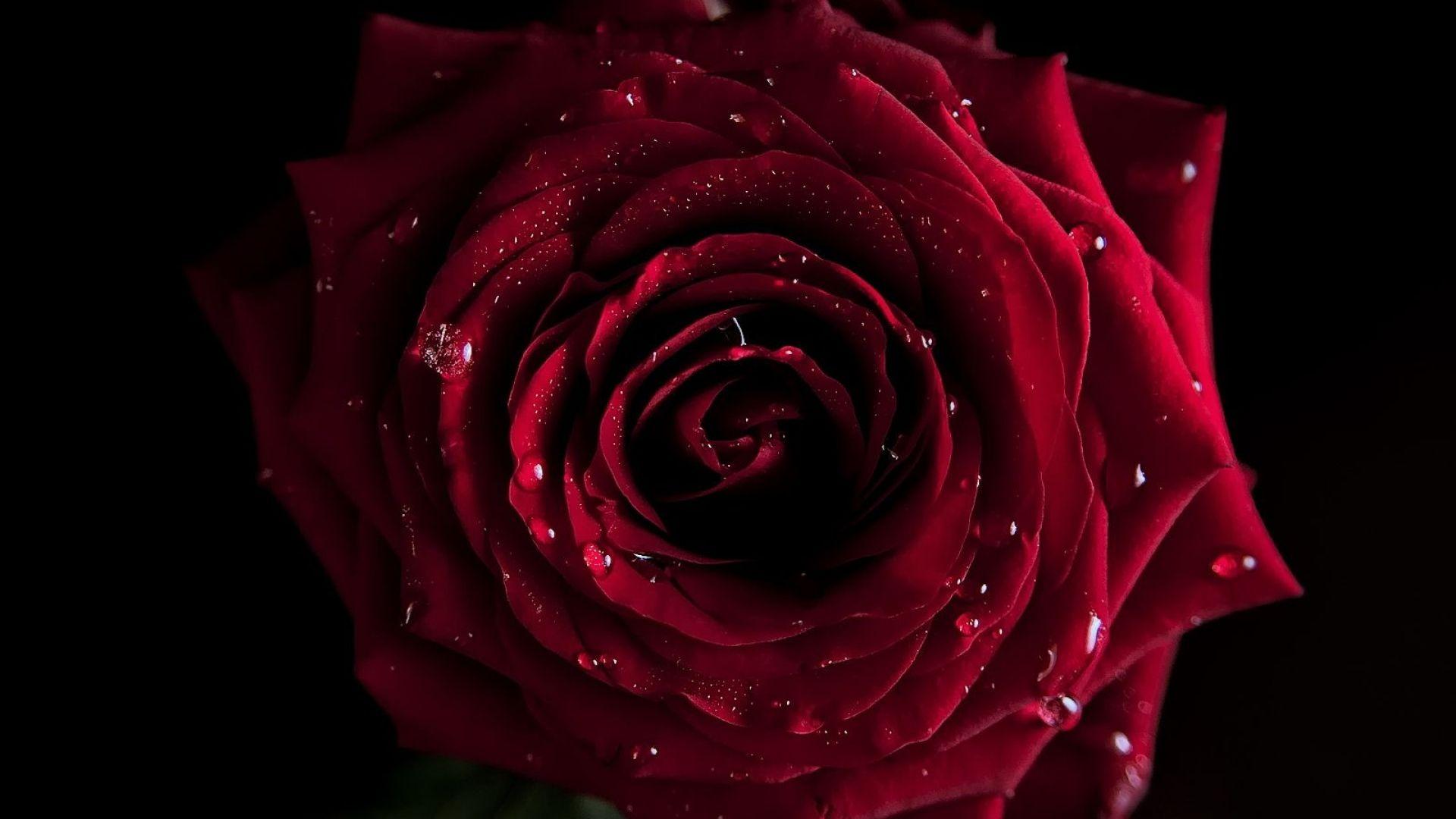 Black And Red Rose Wallpapers - Wallpaper Cave