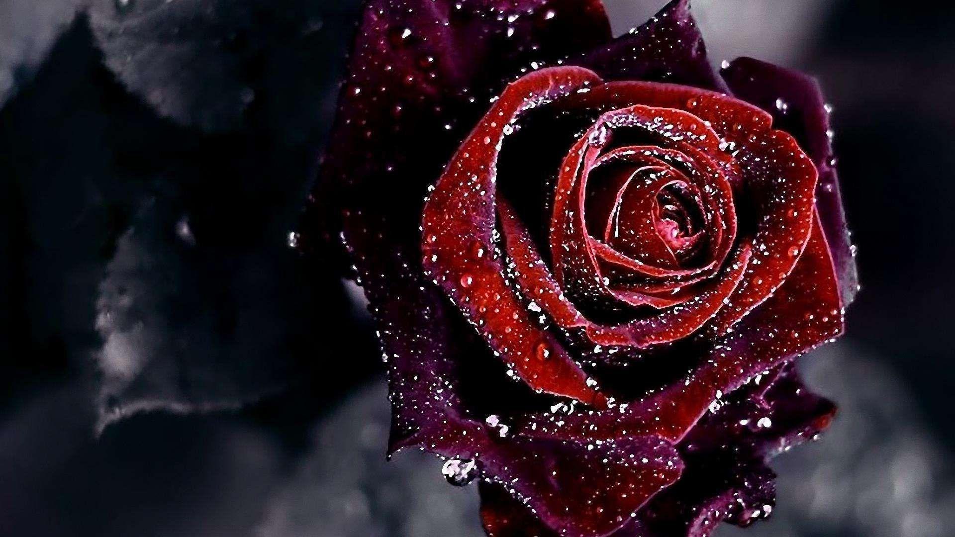 Unique Red Rose Black Background Wallpaper. The Black Posters