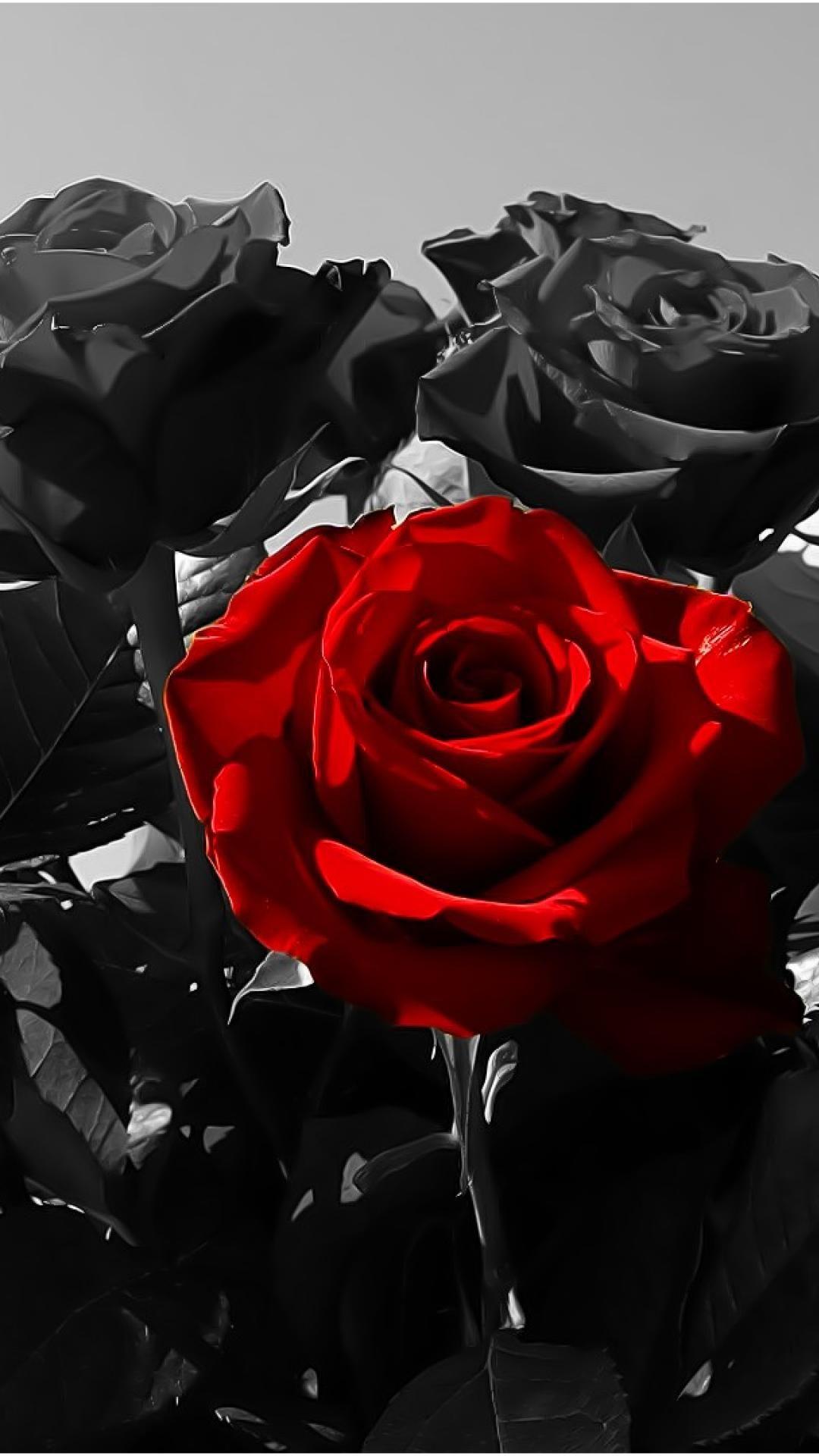 Flowers red rose black roses wallpaper