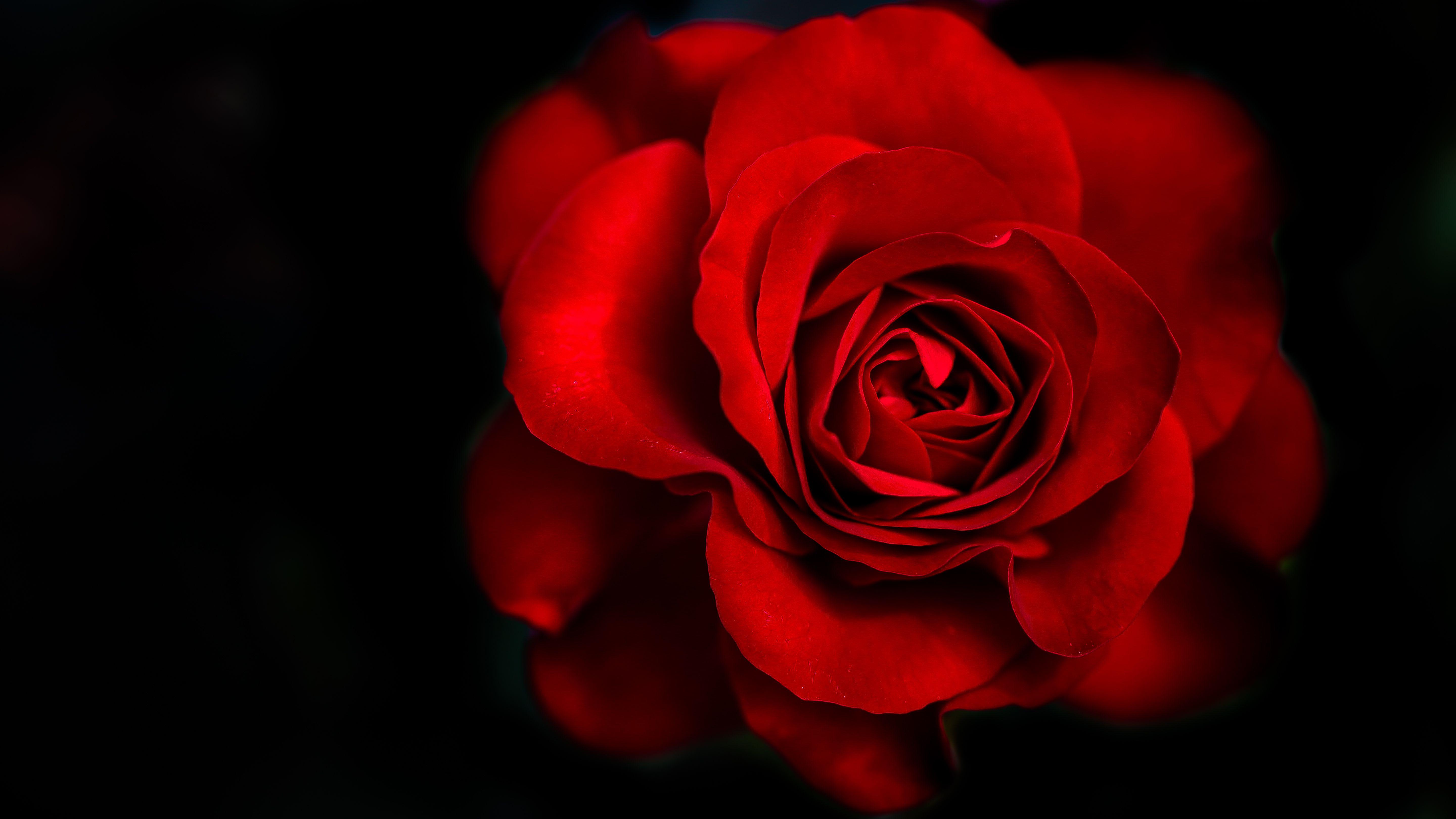 Wallpaper Red Rose, Dark background, 5K, Flowers