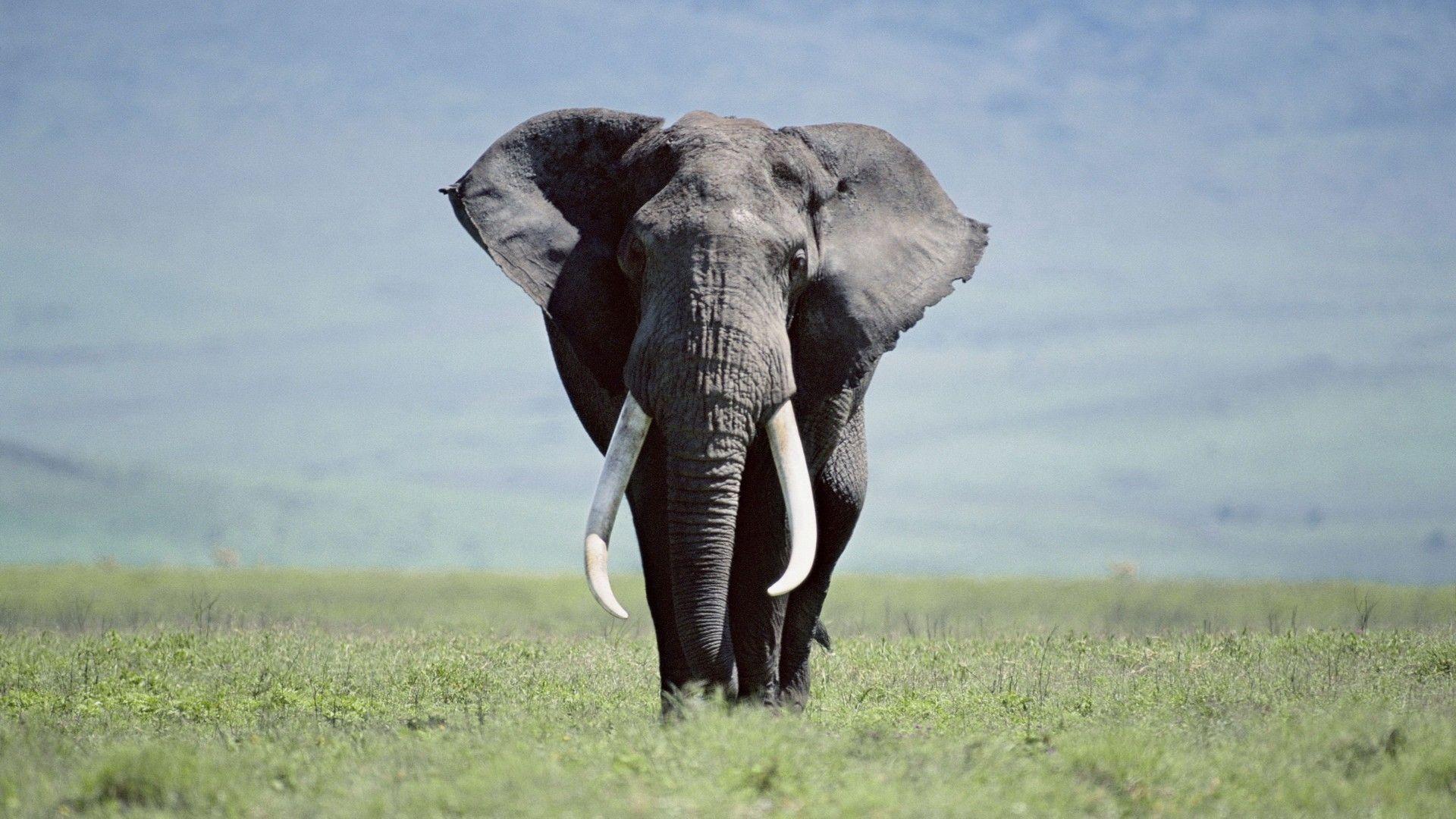 Free Elephant Wallpaper Desktop