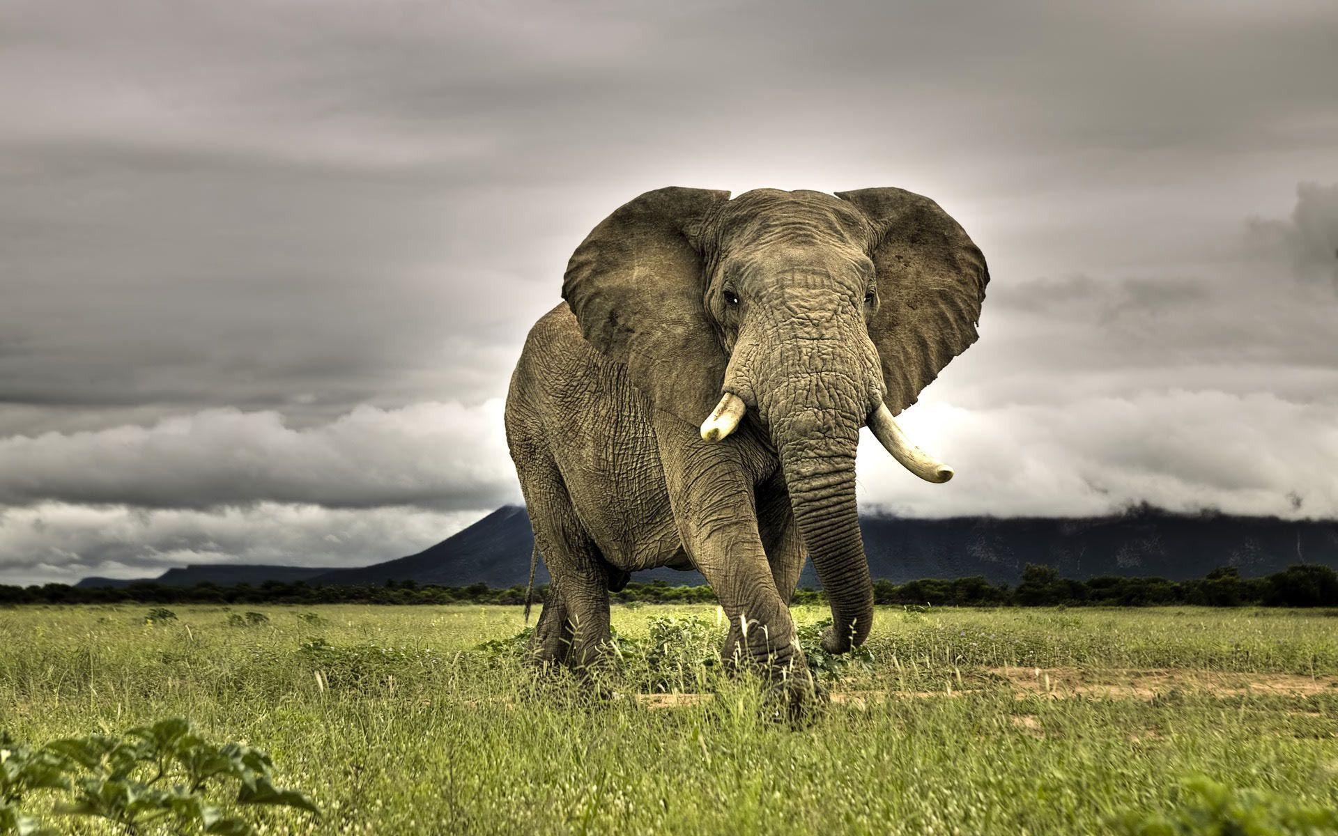 African Elephant HD Wallpaper, Background Image