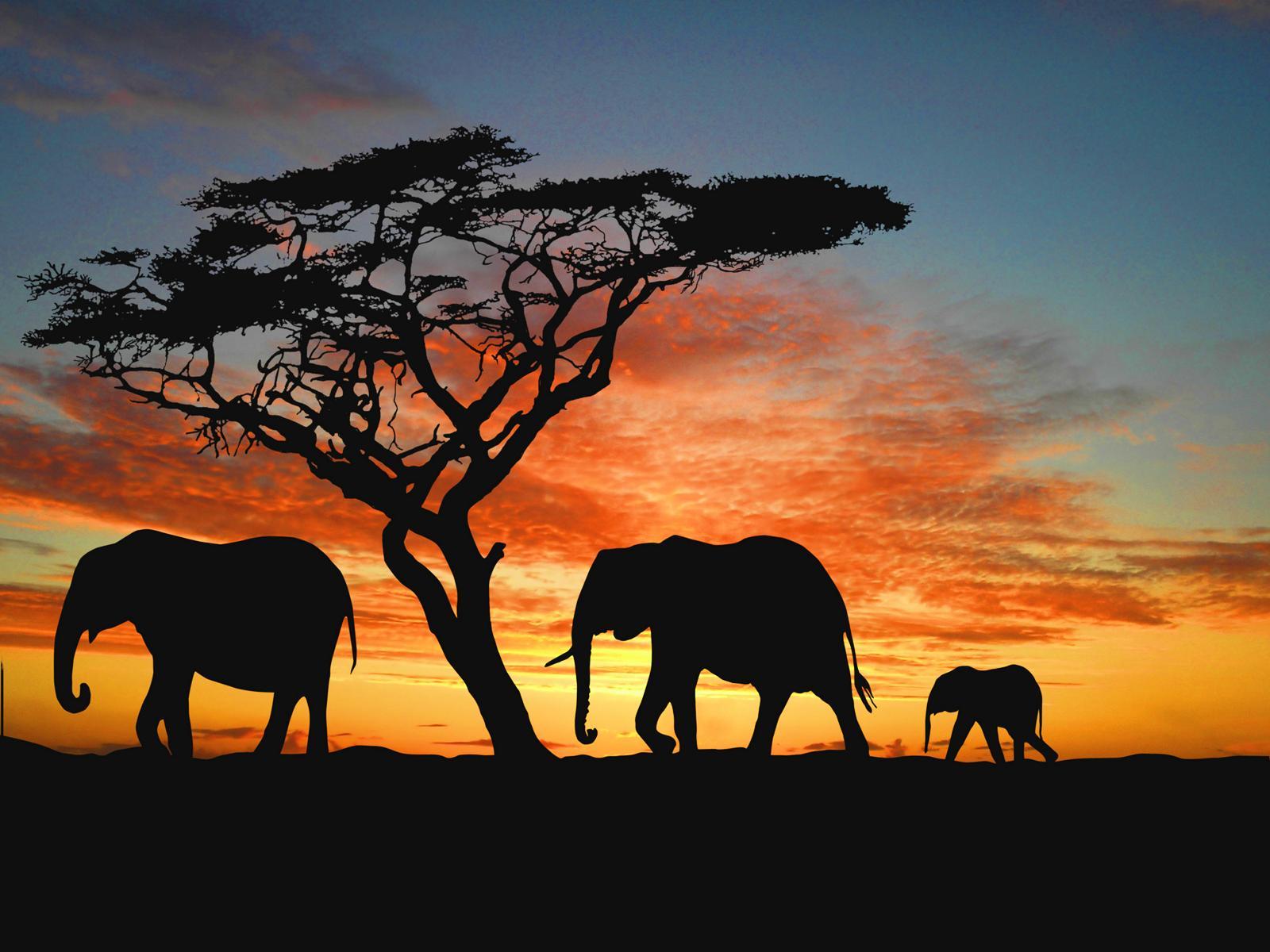 Free Elephant Wallpaper Wide