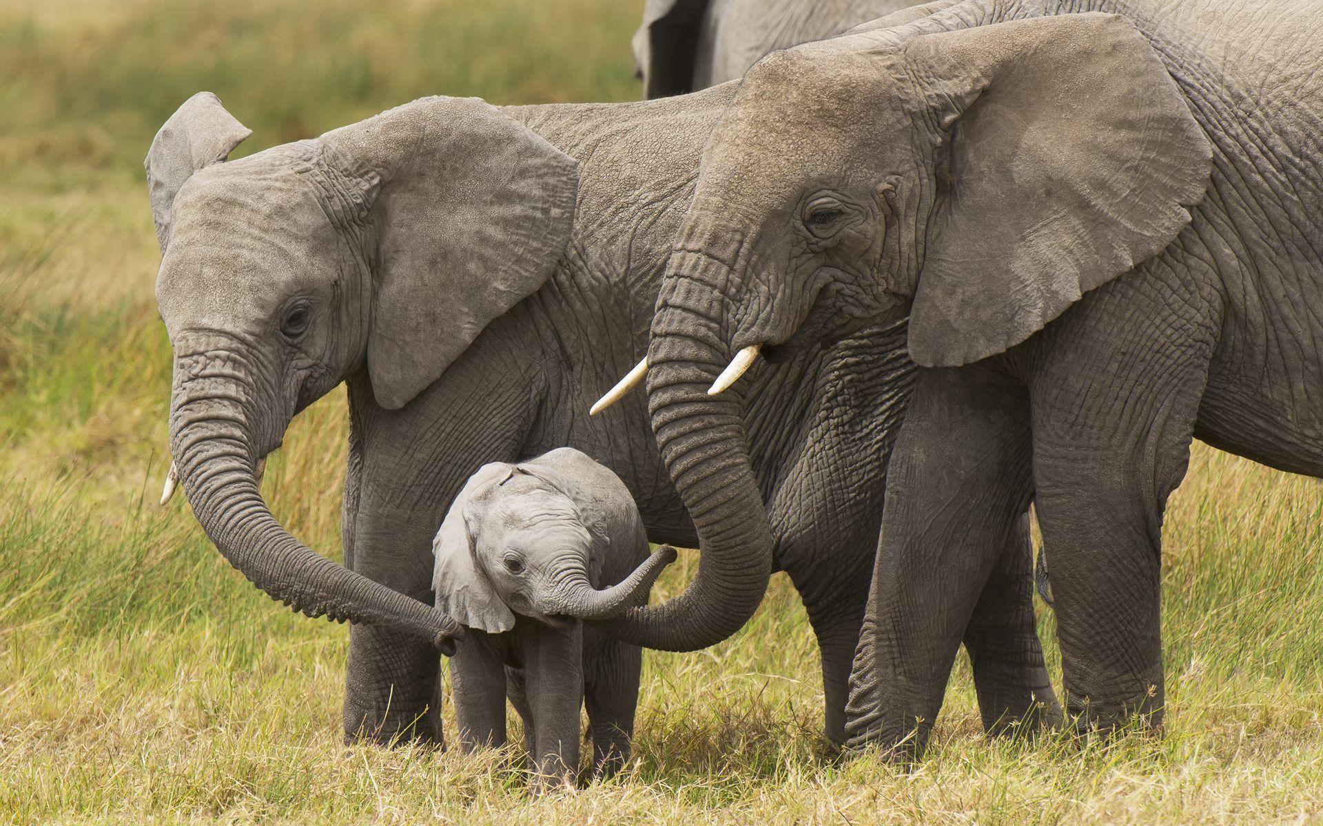 Baby Elephant Background Images HD Pictures and Wallpaper For Free  Download  Pngtree