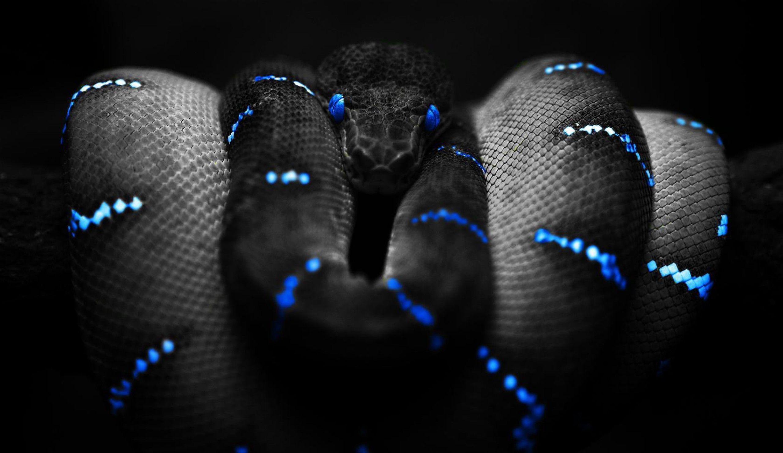 Black Snake Wallpapers - Wallpaper Cave