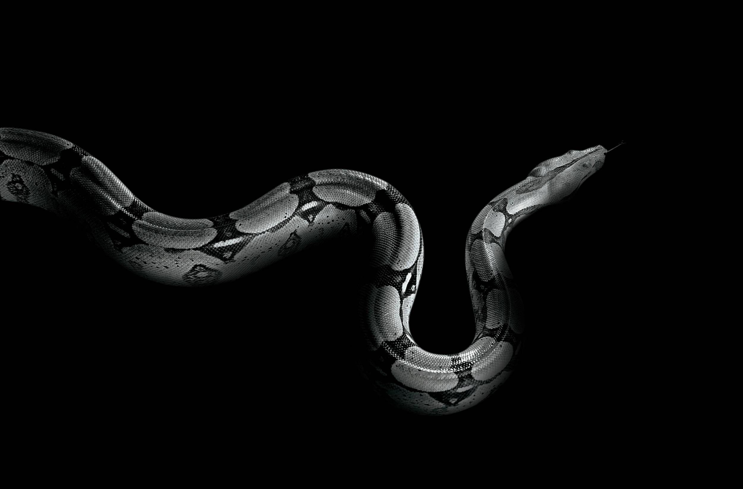Snake Wallpaper and Background Image